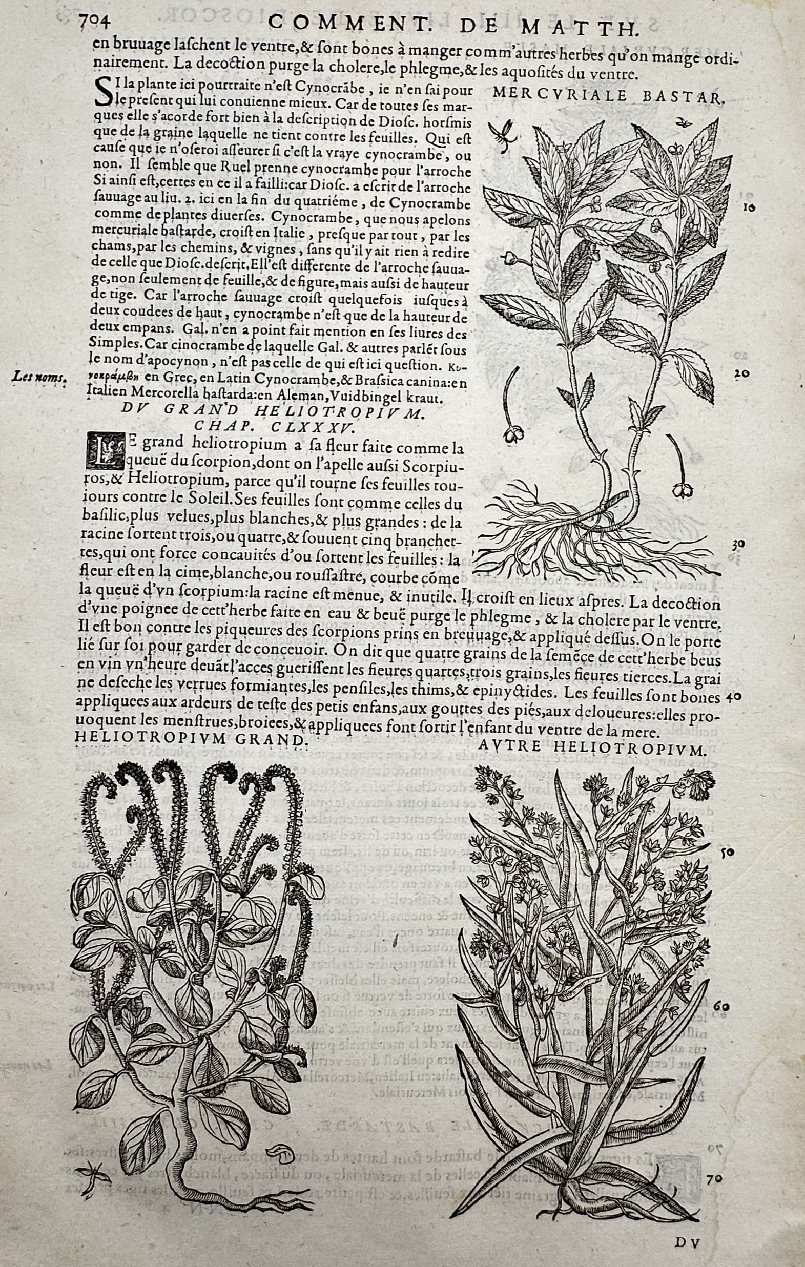 Pietro Andrea Mattioli (1501–1577) – Botanical Studies of Mercuriale Bastarde and Heliotropium: "Mercuriale Bastar." and "Heliotropium Grand." This woodcut features three distinct botanical illustrations depicting species of mercury and heliotrope, showing their root systems, leaf structures, an