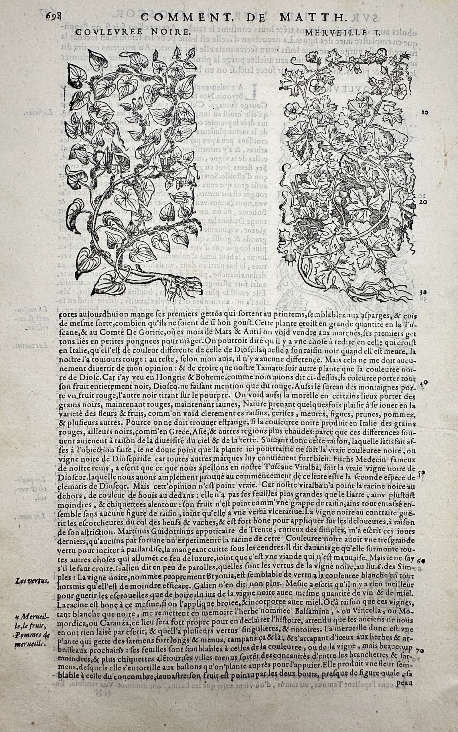 Pietro Andrea Mattioli (1501–1577) – Botanical Studies of Couleuvrée Noire and Merveille –: "Coulevrée Noire" and "Merveille." This woodcut features two detailed botanical illustrations depicting climbing or trailing plants, showcasing their distinct leaf shapes, winding stems, and flowerin