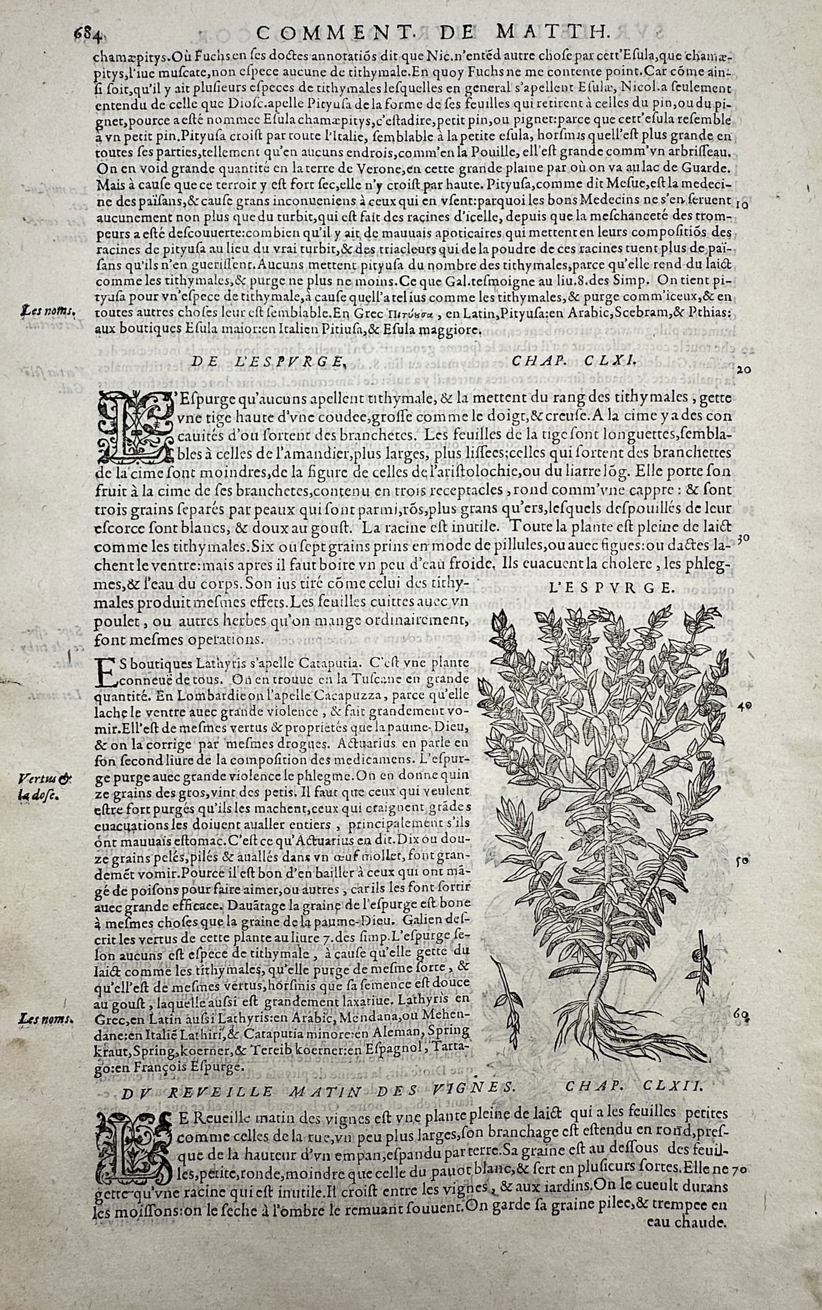 Pietro Andrea Mattioli (1501–1577) – Botanical Studies of L'Espurge and Réveille Matin des: "De L'Espurge" and "Du Réveille Matin des Vignes." This woodcut features a detailed botanical illustration of a spurge plant, showing its central stalk, narrow leaves, and intricate root system. The 