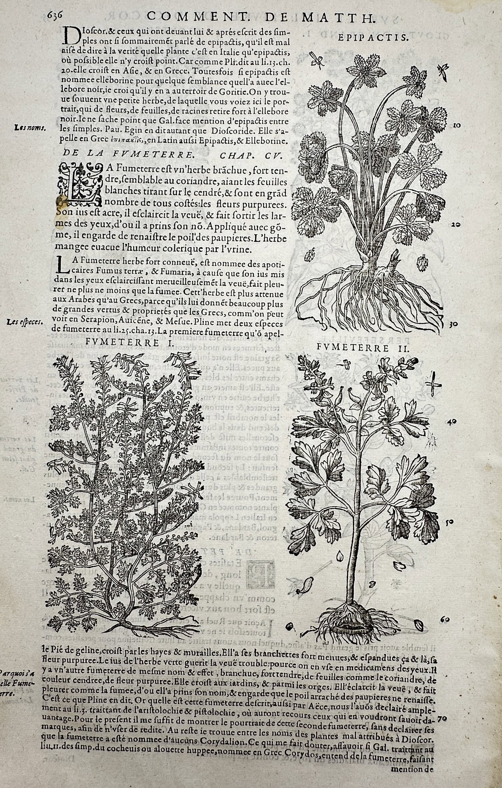 Pietro Andrea Mattioli (1501–1577) – Botanical Studies of Epipactis and Fumeterre – Woodcut (1 of 2)