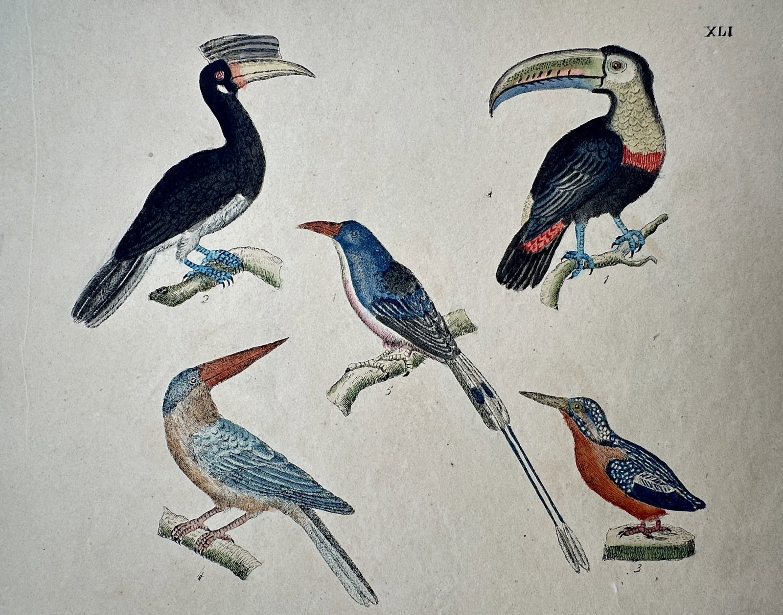 Friedrich Johann Justin Bertuch – Various Exotic Birds – Hand-coloured copper engraving (1 of 2)