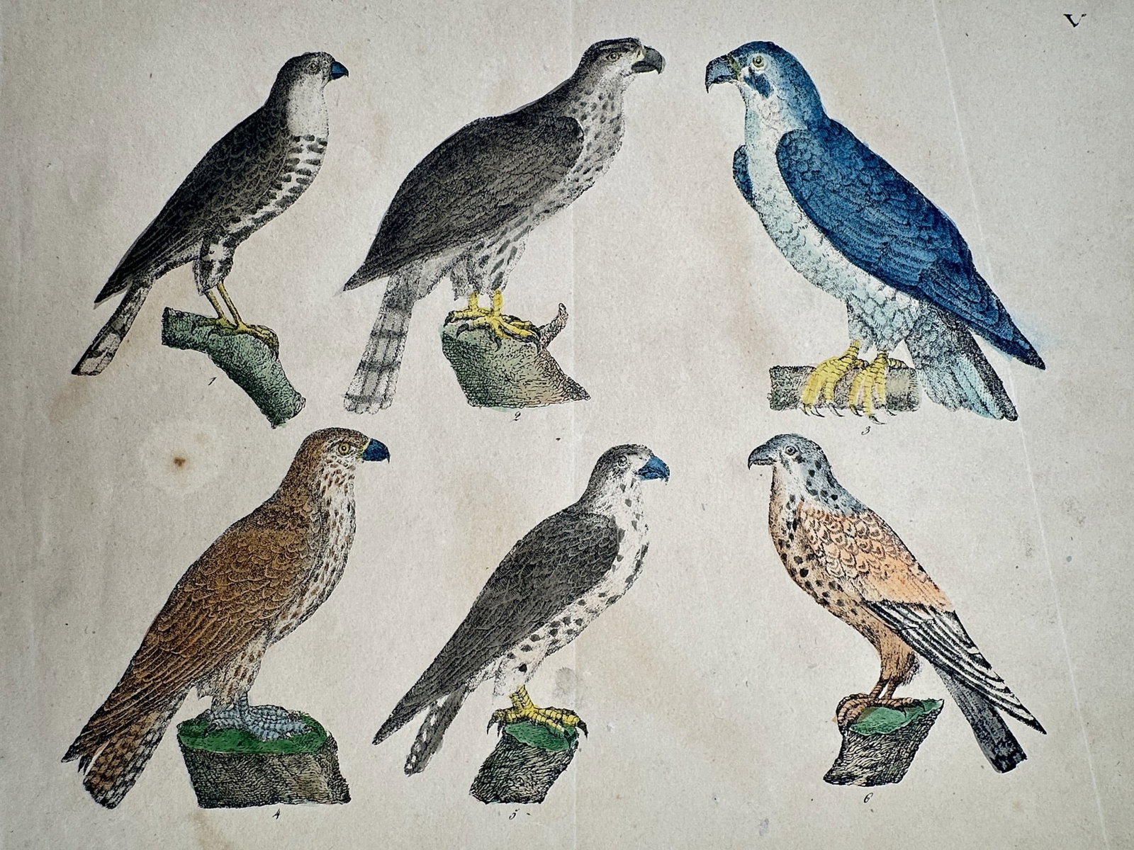 Friedrich Johann Justin Bertuch – Various Birds of Prey – Hand-coloured copper engraving (1 of 2)