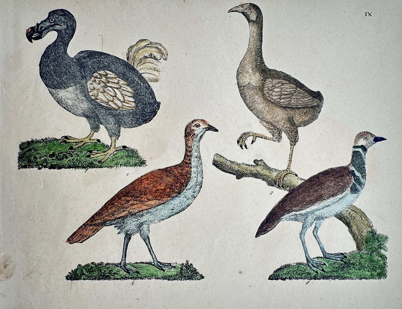 Friedrich Johann Justin Bertuch – The Dodo and Other Rare Birds – Hand-coloured copper engraving: "Der Dudu und andere Vögel" illustrates four distinct avian species, most notably featuring a prominent depiction of the extinct dodo bird alongside other rare or exotic fowl. This hand-coloured copp