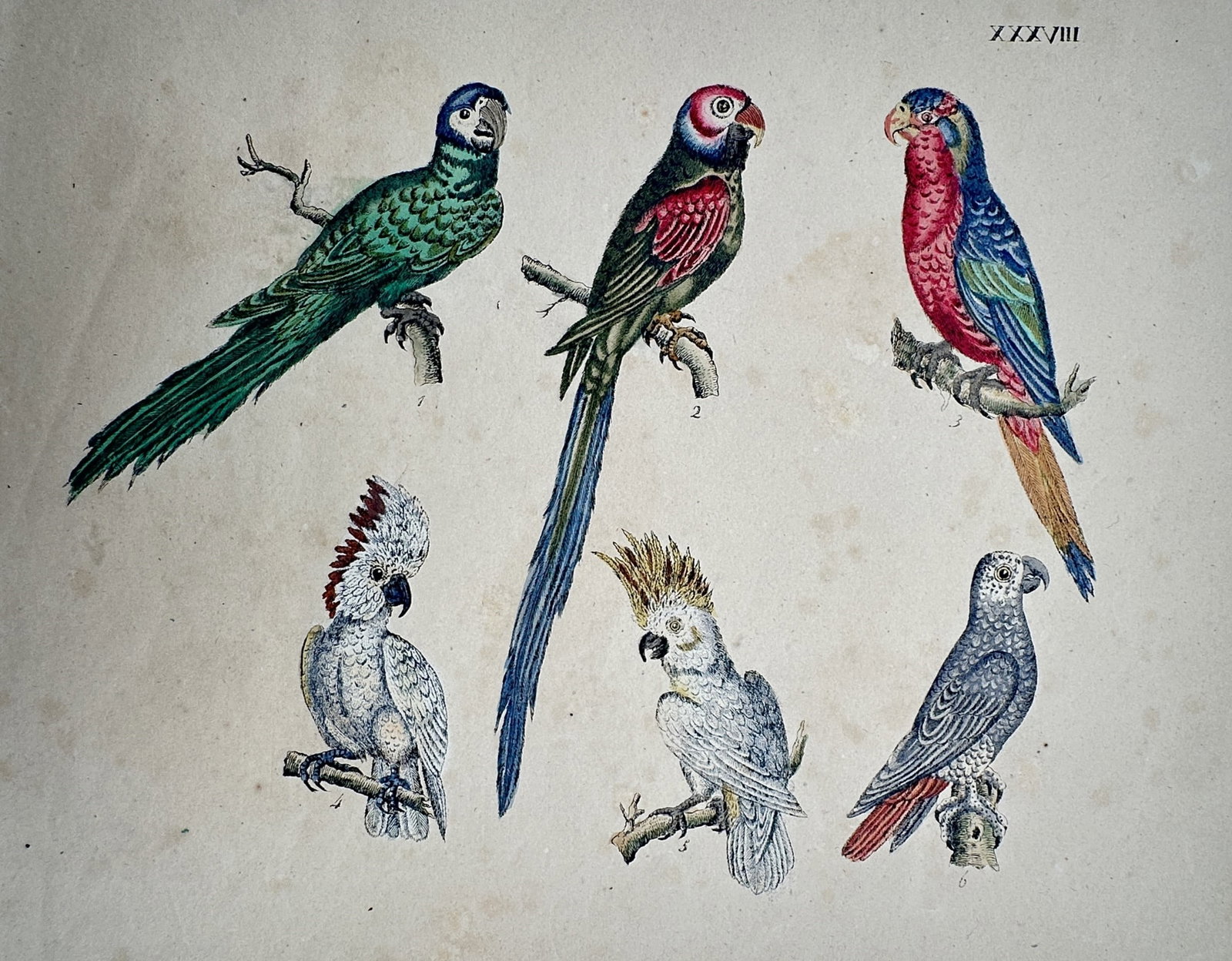 Friedrich Johann Justin Bertuch – Study of Psittacine Birds – Hand-coloured copper engraving (1 of 2)