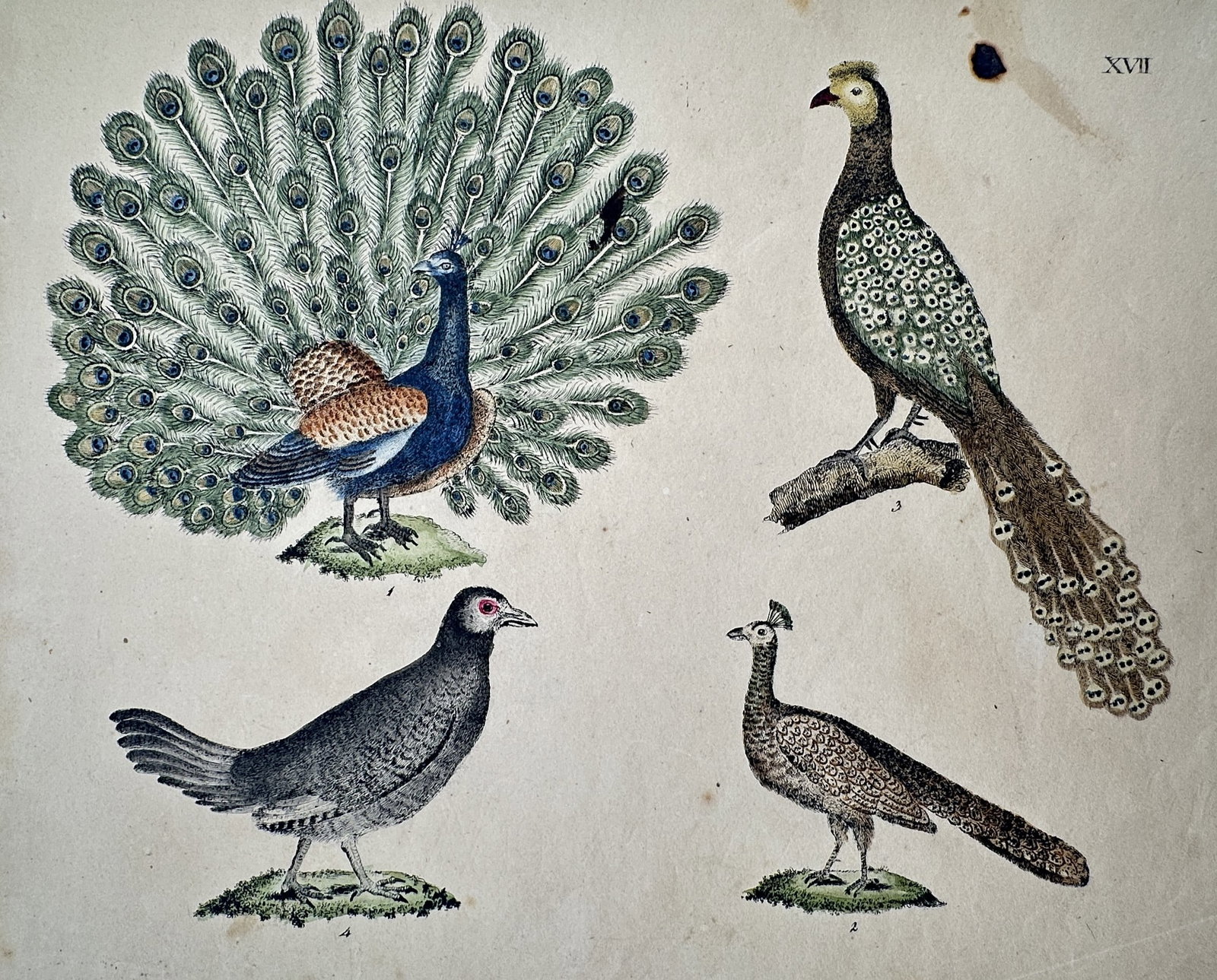Friedrich Johann Justin Bertuch – The Peacock and Other Gallinaceous Birds (1 of 2)