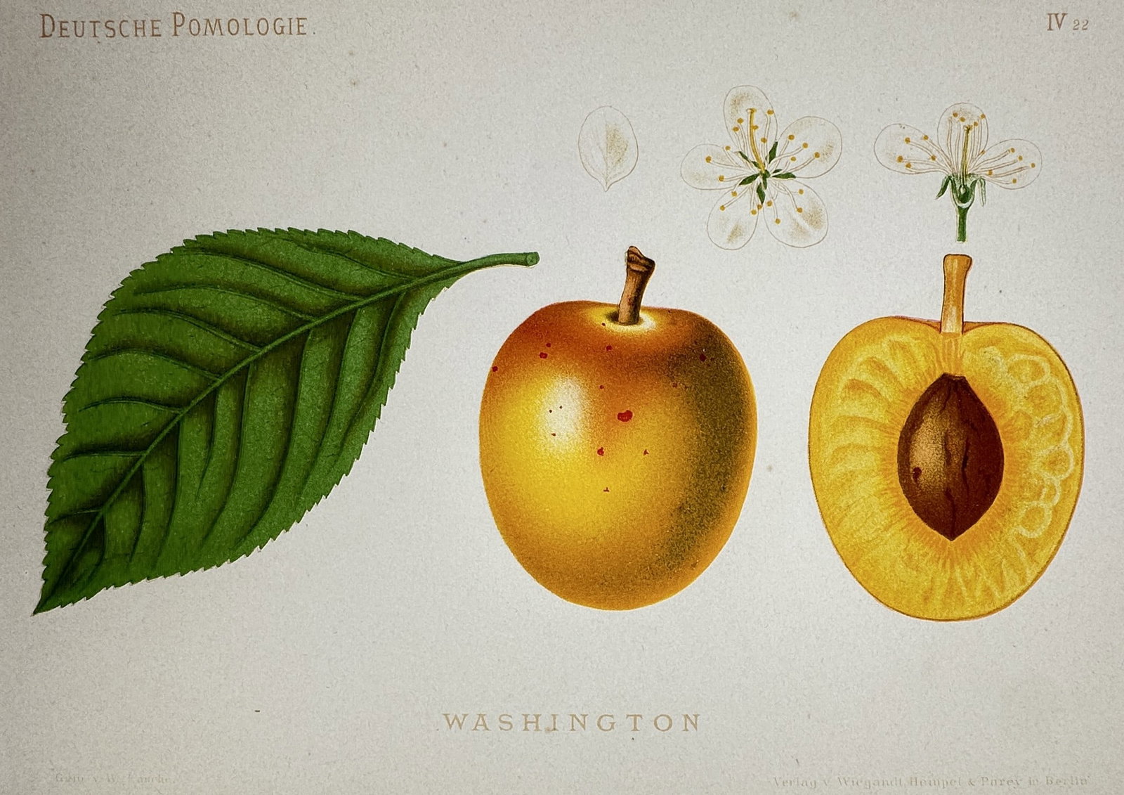 Wilhelm Lauche (1827–1883) – Study of Washington Plum – Chromolithograph (1882-1883) (1 of 2)