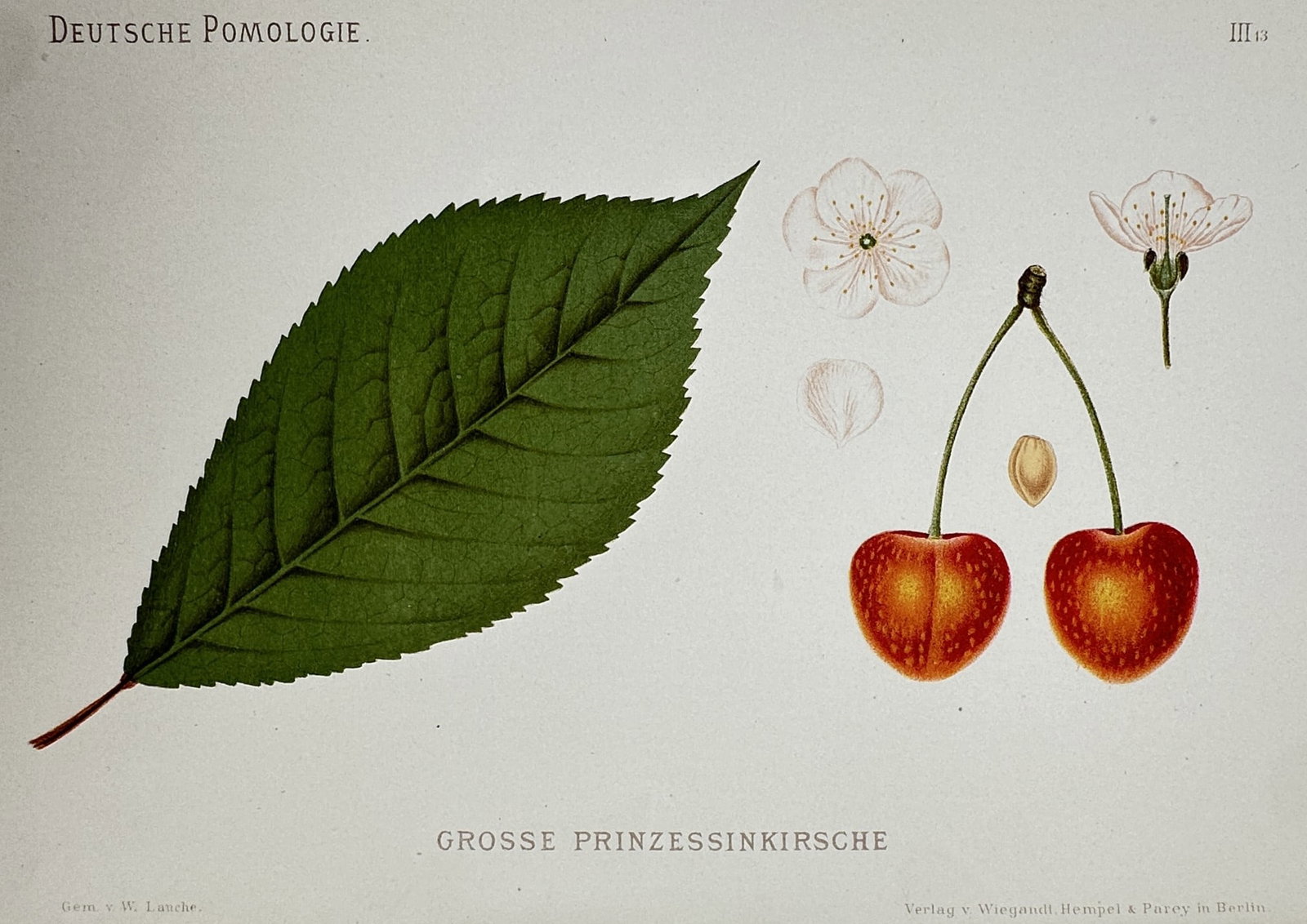 Wilhelm Lauche (1827–1883) – Study of Grosse Prinzessinkirsche – Chromolithograph (1882-1883) (1 of 2)