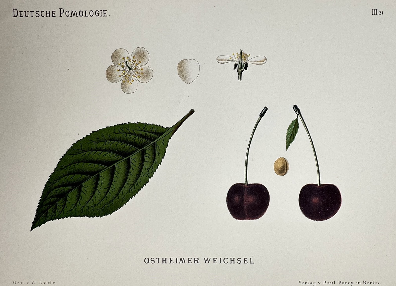 Wilhelm Lauche (1827–1883) – Study of Ostheimer Weichsel – Chromolithograph (1882-1883) (1 of 2)