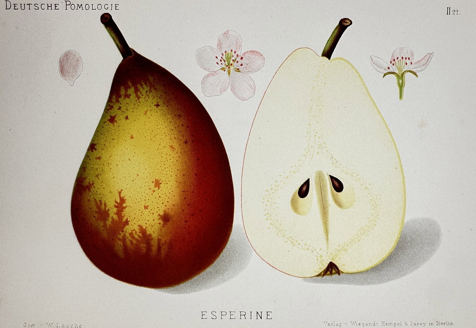 Wilhelm Lauche (1827–1883) – Study of Esperine Pear – Chromolithograph (1882-1883): "Esperine" presents a botanical study of a pear variety, showing a whole fruit with yellow and deep red skin alongside a cross-section revealing the seeds, accompanied by floral blossoms and a petal. 