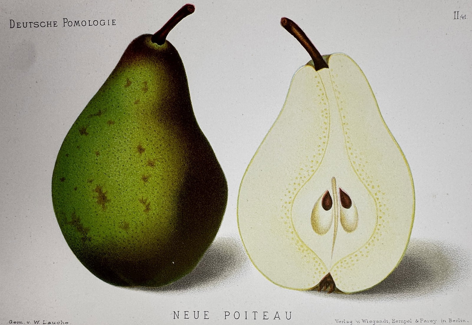Wilhelm Lauche (1827–1883) – Study of Neue Poiteau Pear – Chromolithograph (1882-1883): "Neue Poiteau" presents a botanical study of a pear variety, showing a whole fruit with green and russeted skin alongside a longitudinal cross-section revealing the internal structure and seeds. This 
