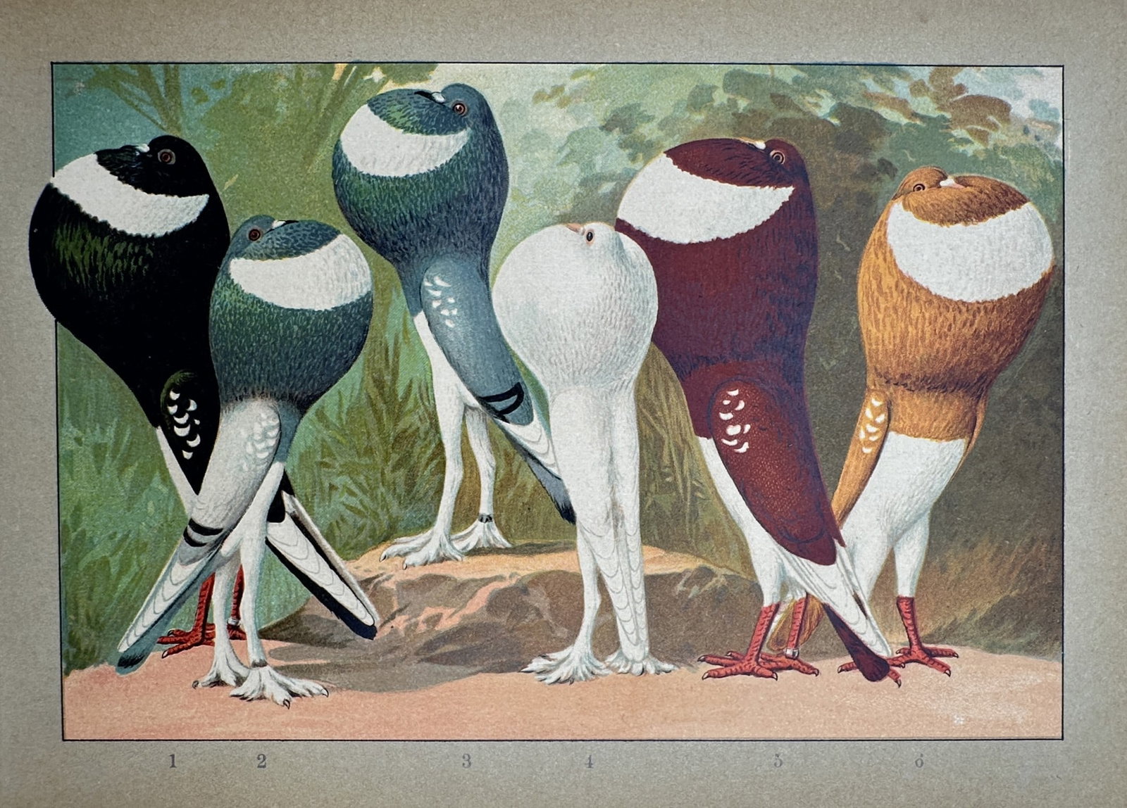 Emil Schachtzabel (1850–1941) – Study of Pouter Pigeons – Chromolithograph (1906) (1 of 2)