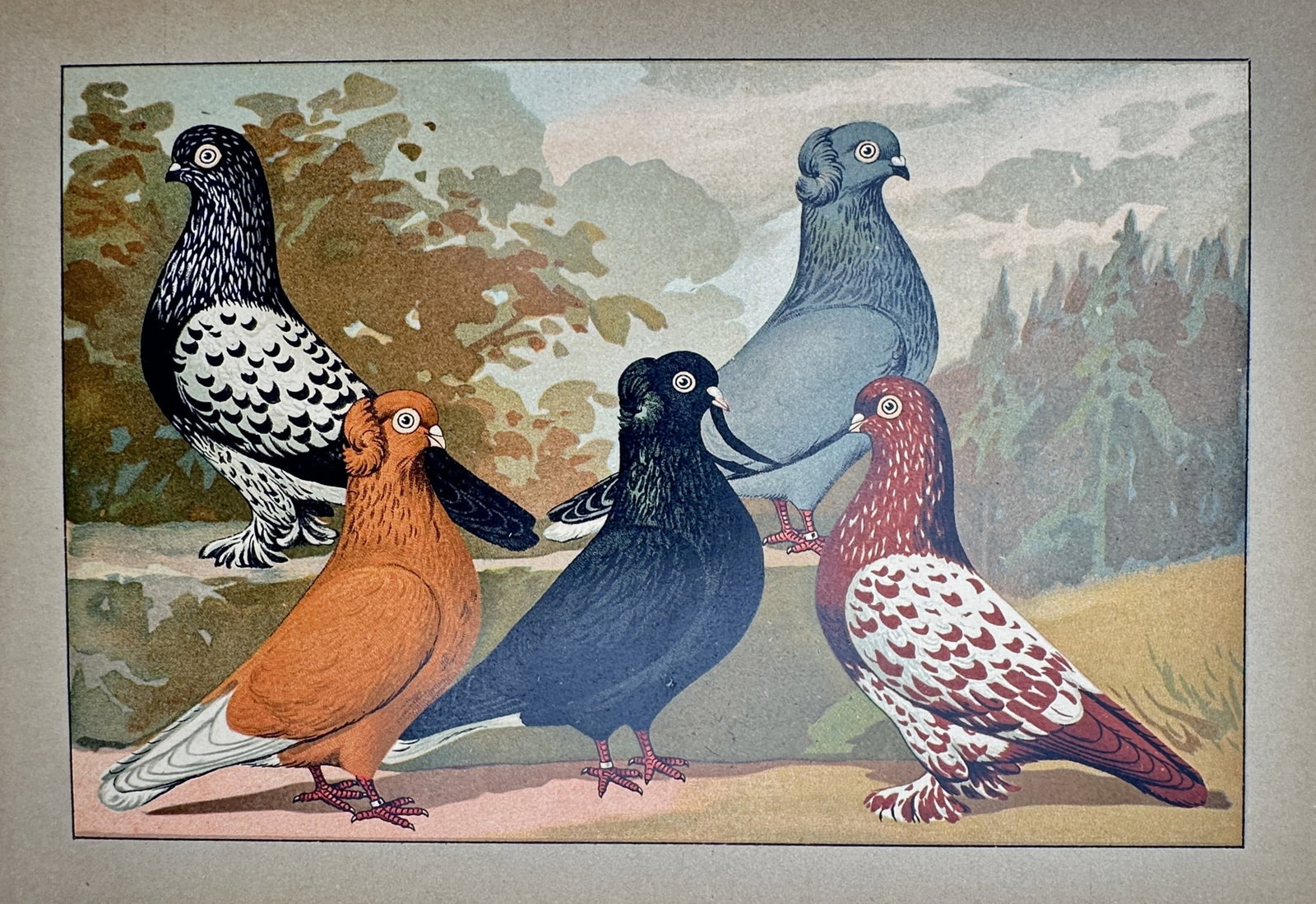 Emil Schachtzabel (1850–1941) – Study of Shield and Owl Pigeons – Chromolithograph (1906) (1 of 2)