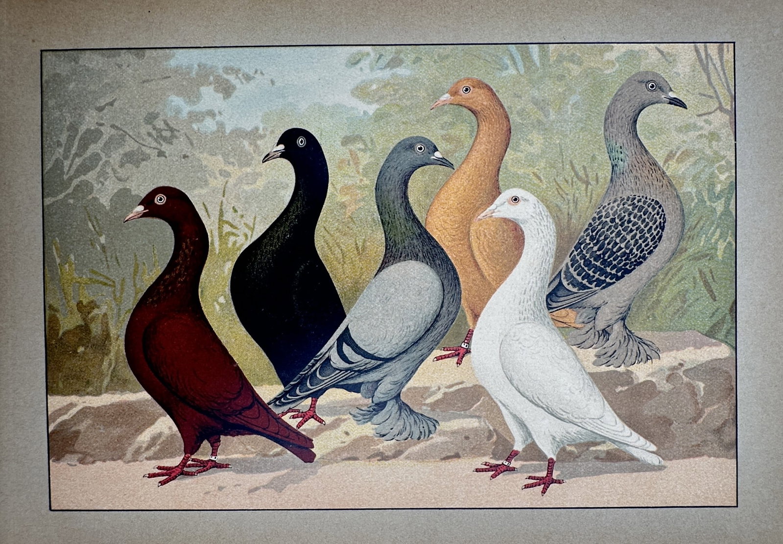 Emil Schachtzabel (1850–1941) – Study of German Toy Pigeons – Chromolithograph (1906) (1 of 2)