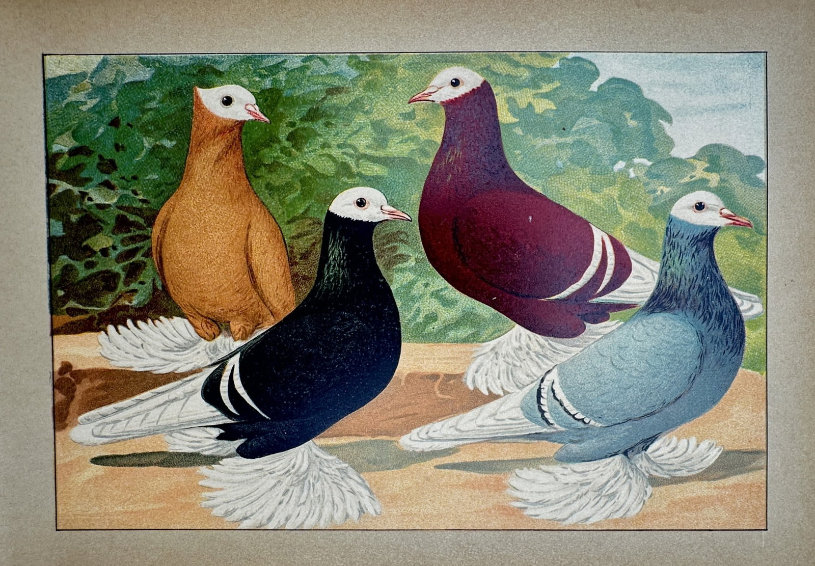Emil Schachtzabel (1850–1941) – Study of Saxon Fairy Swallow Pigeons – Chromolithograph (1906) (1 of 2)