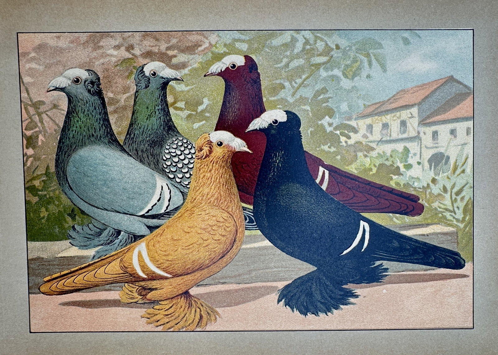 Emil Schachtzabel (1850–1941) – Study of Thuringian Swallow Pigeons – Chromolithograph (1906) (1 of 2)