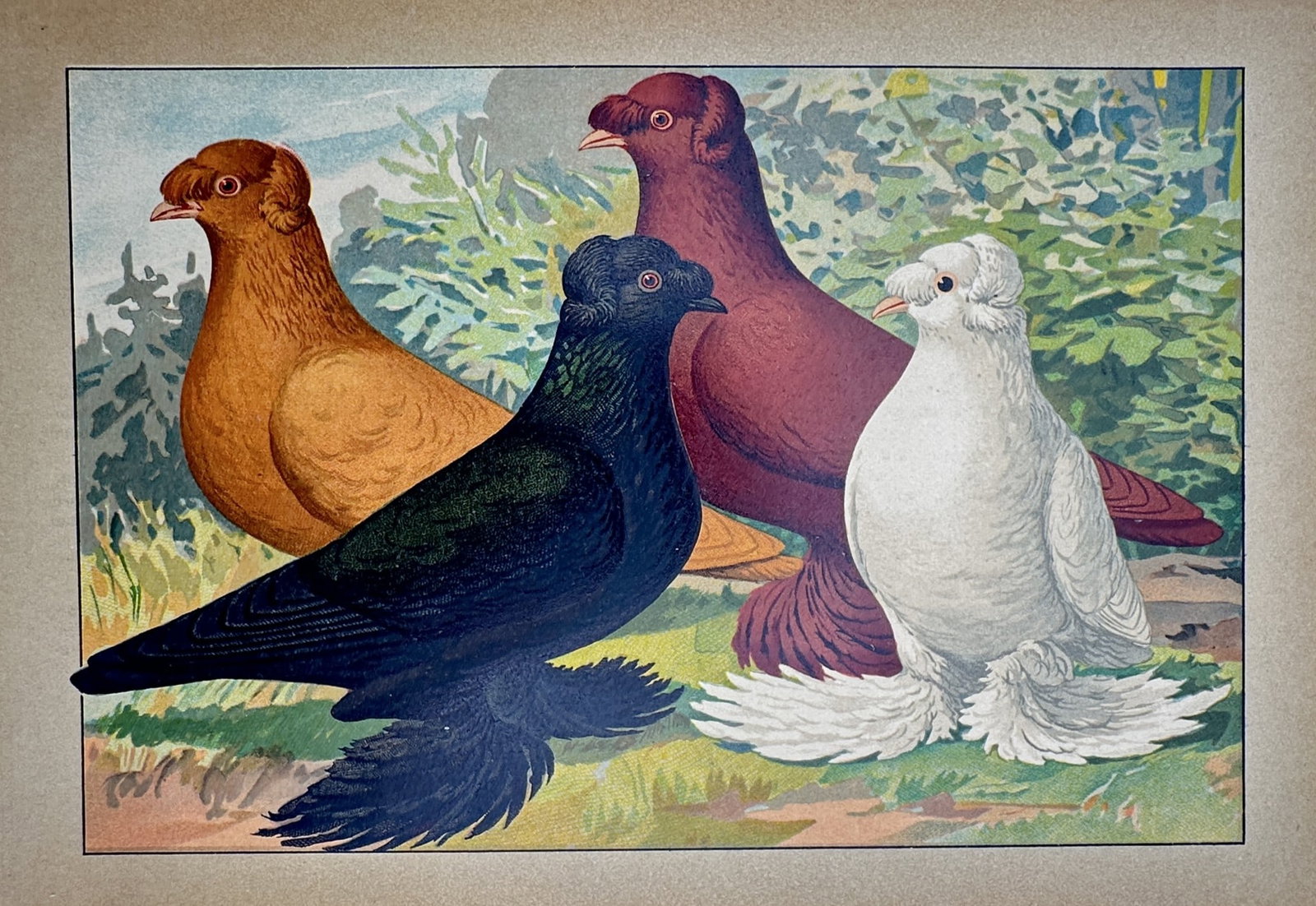 Emil Schachtzabel (1850–1941) – Study of South German Color Pigeons – Chromolithograph (1906) (1 of 2)