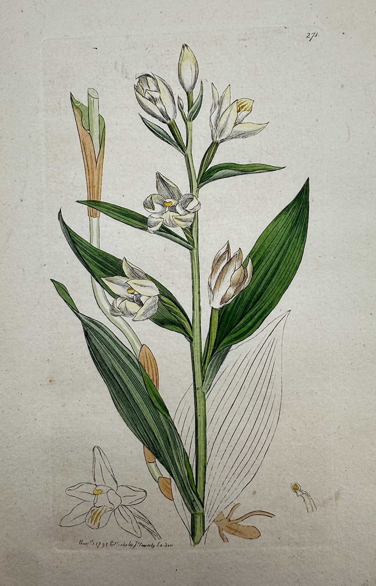 James Sowerby (1757–1822) – Study of Cephalanthera longifolia (Narrow-leaved Helleborine) (1 of 2)