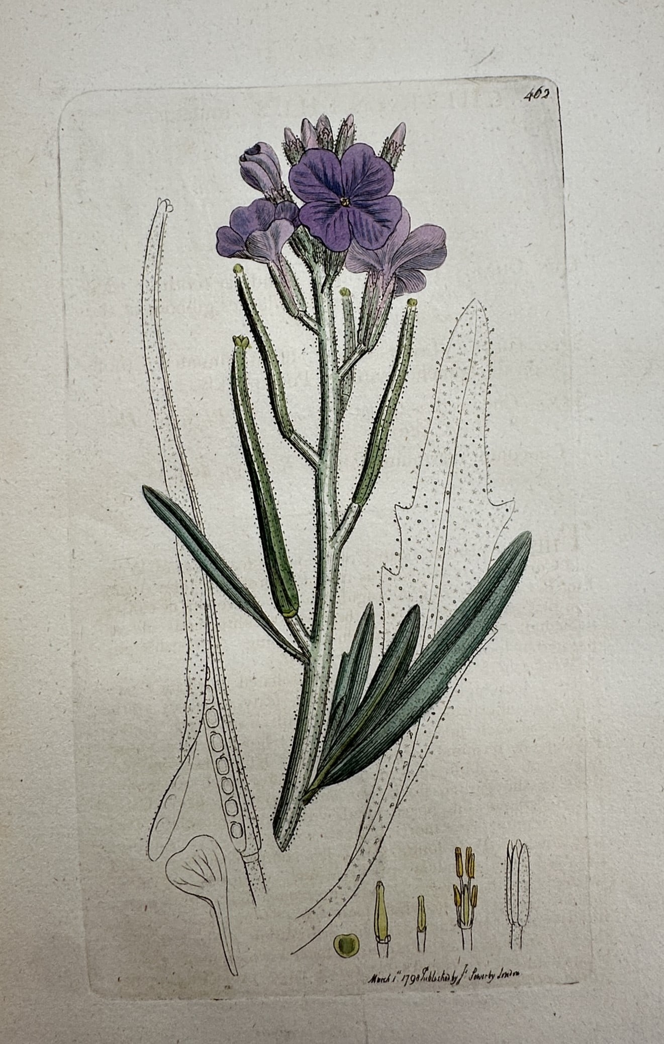 James Sowerby (1757–1822) – Study of Cheiranthus sinuatus (Sea Stock) (1 of 2)