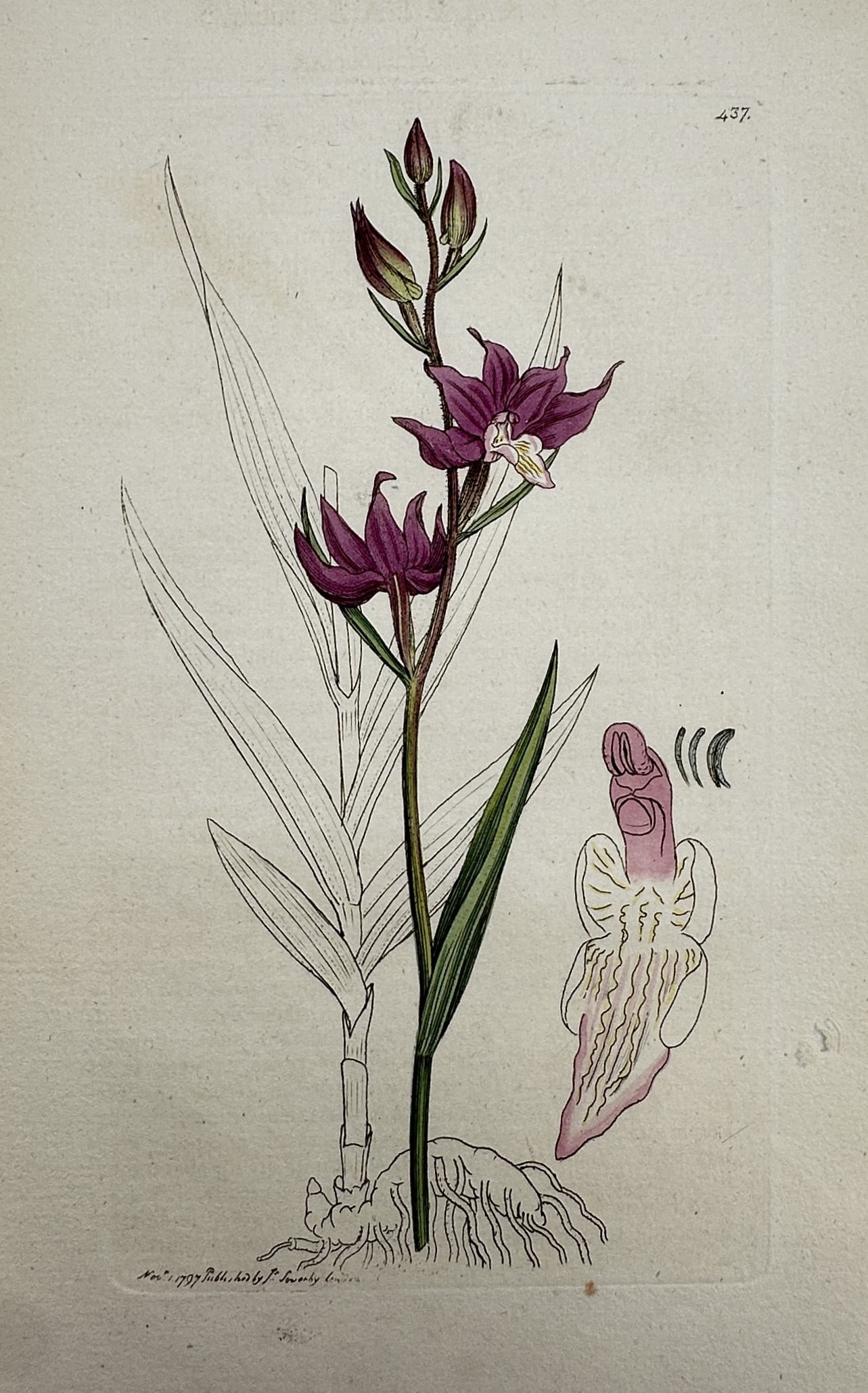 James Sowerby (1757–1822) – Study of Cephalanthera rubra – Hand-coloured engraving (1795) (1 of 2)