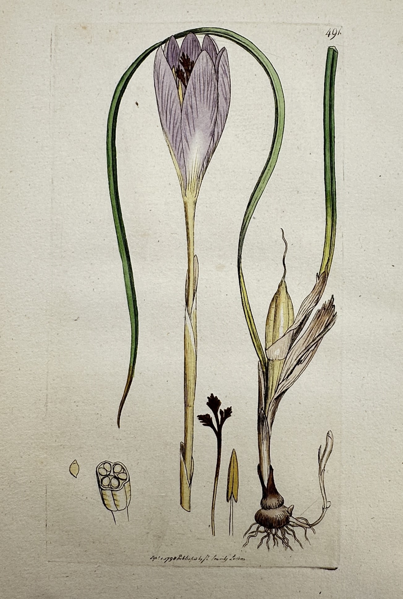 James Sowerby (1757–1822) – Study of Crocus nudiflorus – Hand-coloured engraving (1795) (1 of 2)