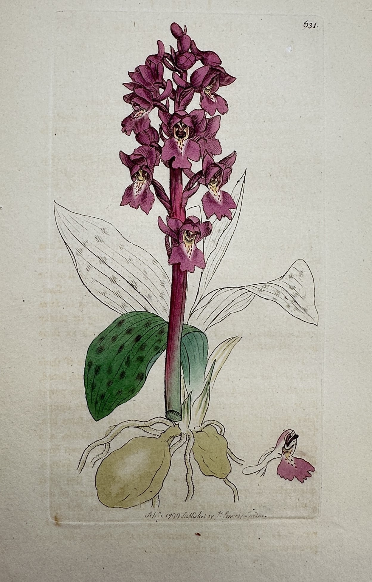 James Sowerby (1757–1822) – Study of Orchis mascula – Hand-coloured engraving (1795) (1 of 2)