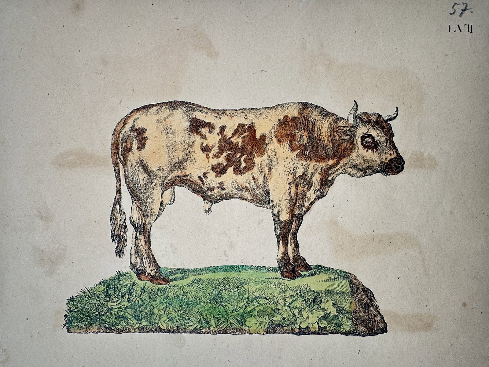 Friedrich Justin Bertuch – Study of a Spotted Bull – Hand-colored engraving (c. 1790–1830) (1 of 2)