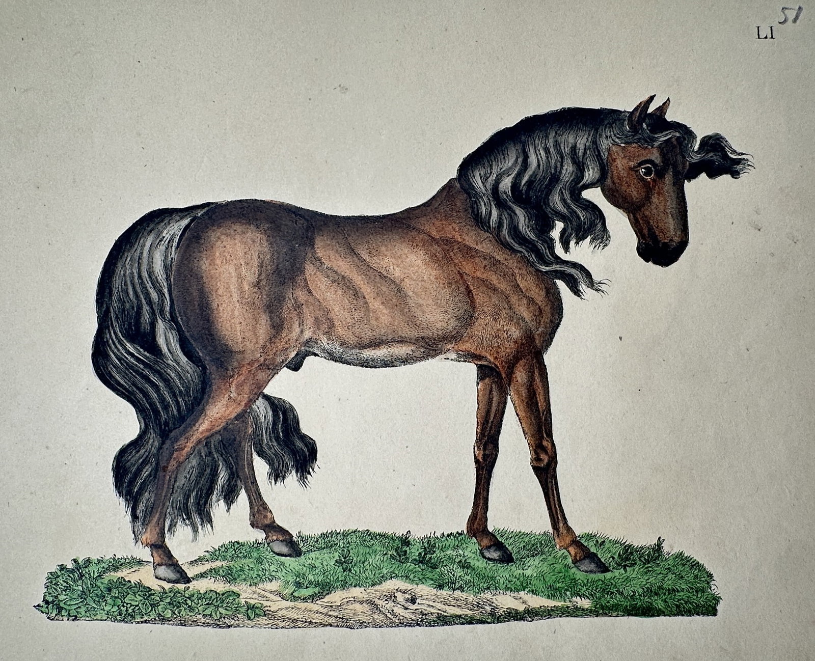 Friedrich Justin Bertuch – Study of a Stallion – Hand-colored engraving (c. 1790–1830) (1 of 2)