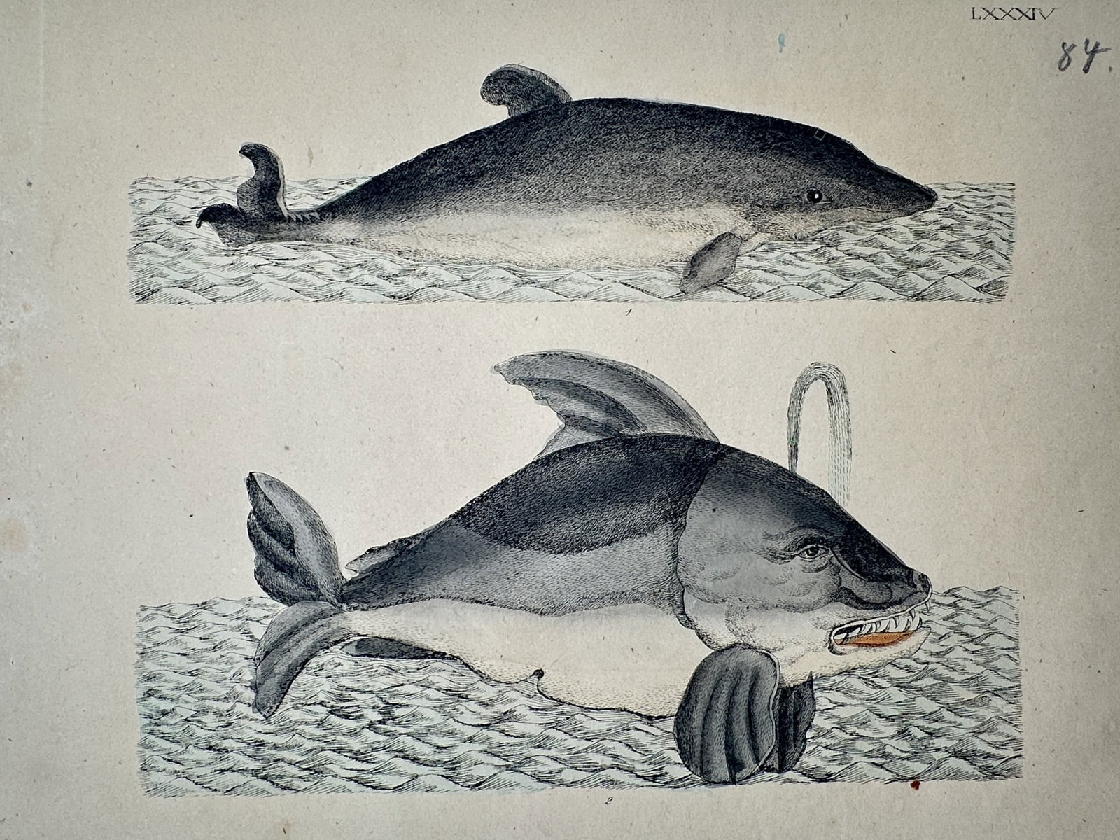 Friedrich Justin Bertuch – Study of a Porpoise and a Whale – Hand-colored engraving (c. (1 of 2)