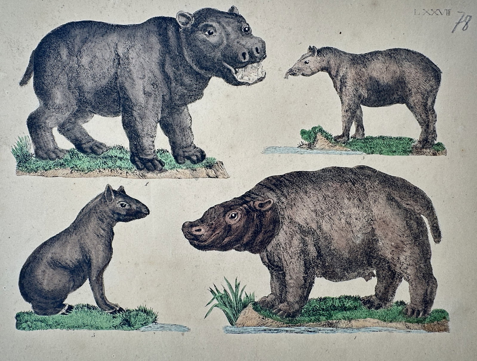 Friedrich Justin Bertuch – Study of a Hippopotamus, Tapir, and Guinea Pig – Hand-colored (1 of 2)