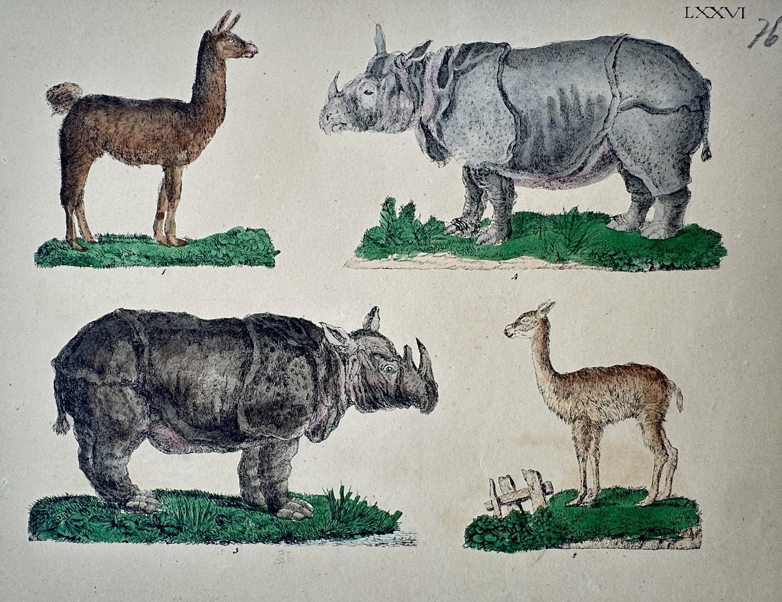 Friedrich Justin Bertuch – Study of Rhinoceroses and South American Camelids (1 of 2)