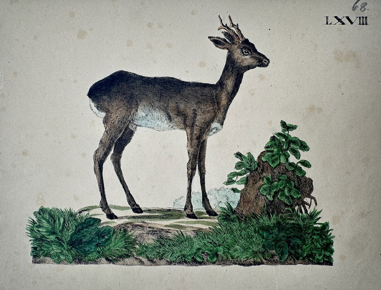 Friedrich Justin Bertuch – Study of a Roe Deer – Hand-colored engraving (c. 1790–1830) (1 of 2)