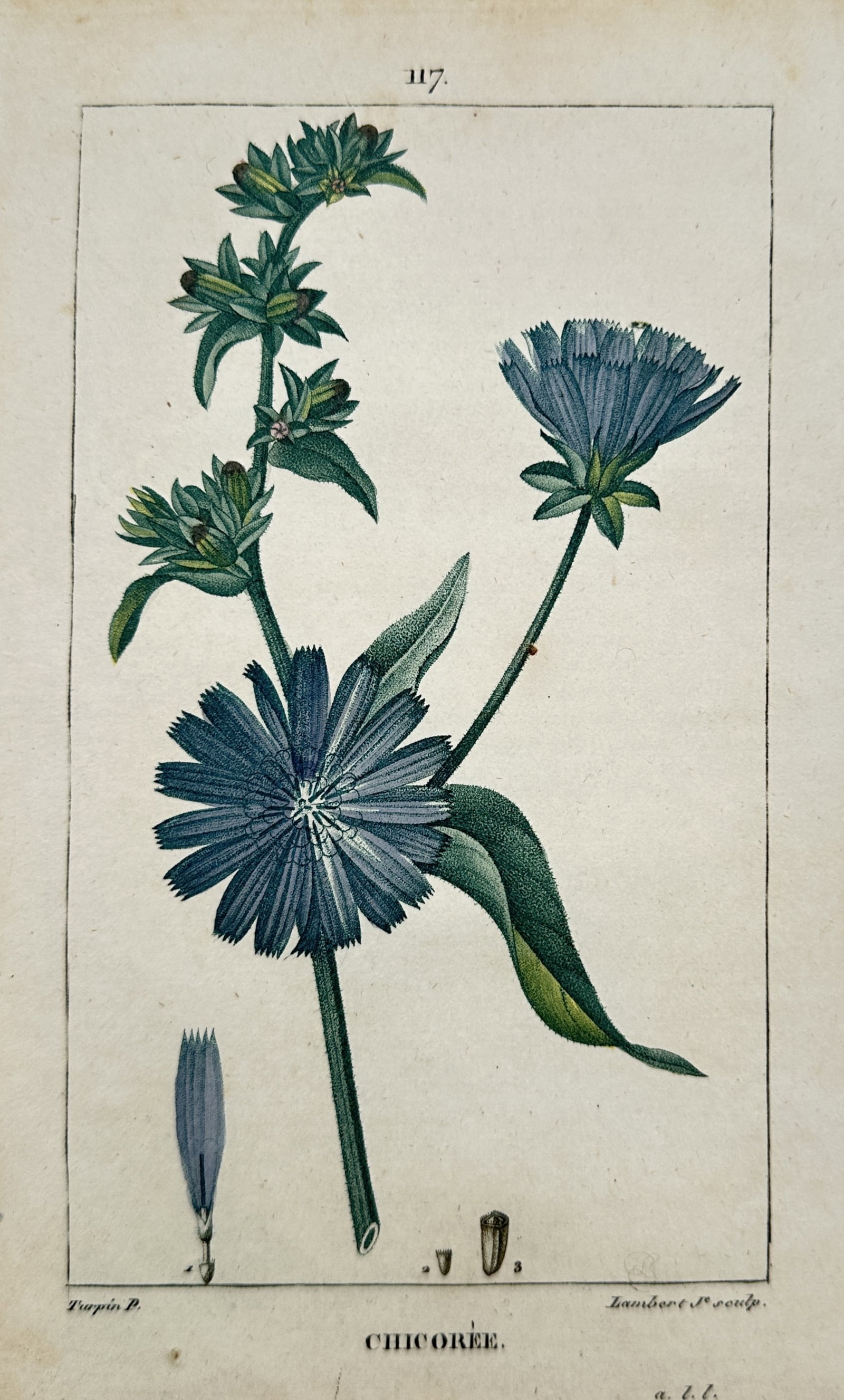 Pierre Jean François Turpin (1775–1840) – Study of Chicory – Hand-coloured engraving: "Chicorée" presents a botanical study of common chicory, featuring its characteristic blue composite flowers and rigid stems, accompanied by detailed anatomical dissections of a single floret and see