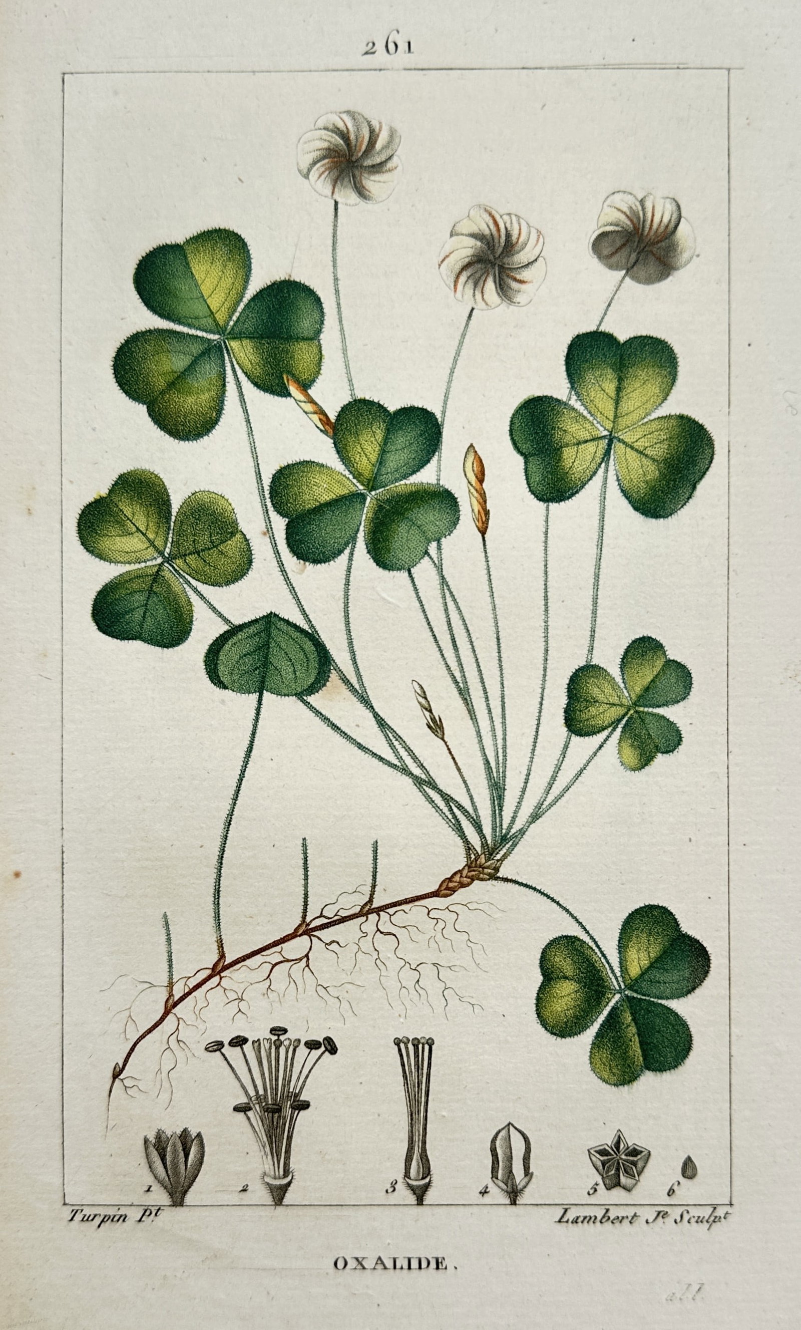Pierre Jean François Turpin (1775–1840) – Study of Wood Sorrel – Hand-coloured engraving: "Oxalide" presents a botanical study of wood sorrel, featuring its clover-like trifoliate leaves, delicate white flowers with faint veining, and a creeping rhizome system, accompanied by detailed anat