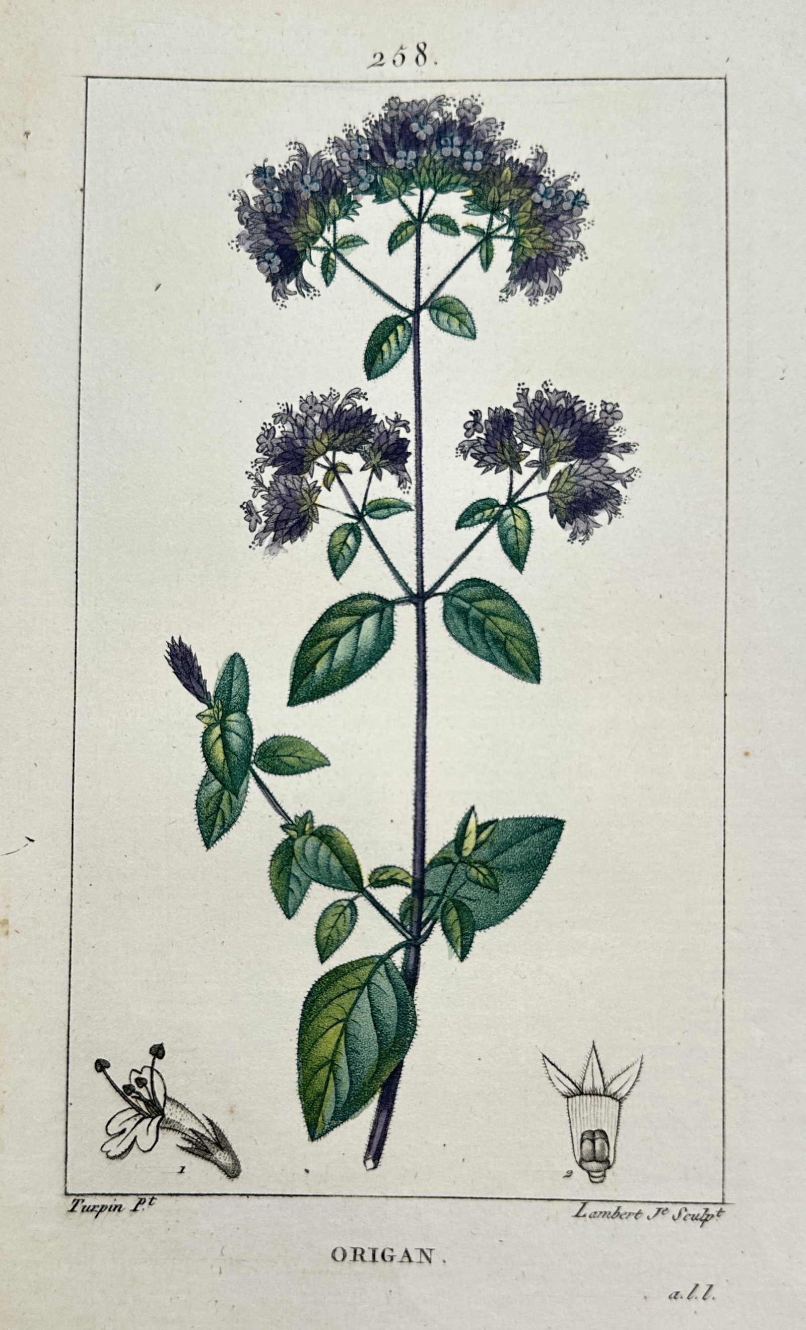 Pierre Jean François Turpin (1775–1840) – Study of Oregano – Hand-coloured engraving: "Origan" presents a botanical study of oregano, featuring a central stalk with clusters of small purple flowers and ovate green leaves, accompanied by detailed anatomical dissections of a single flowe