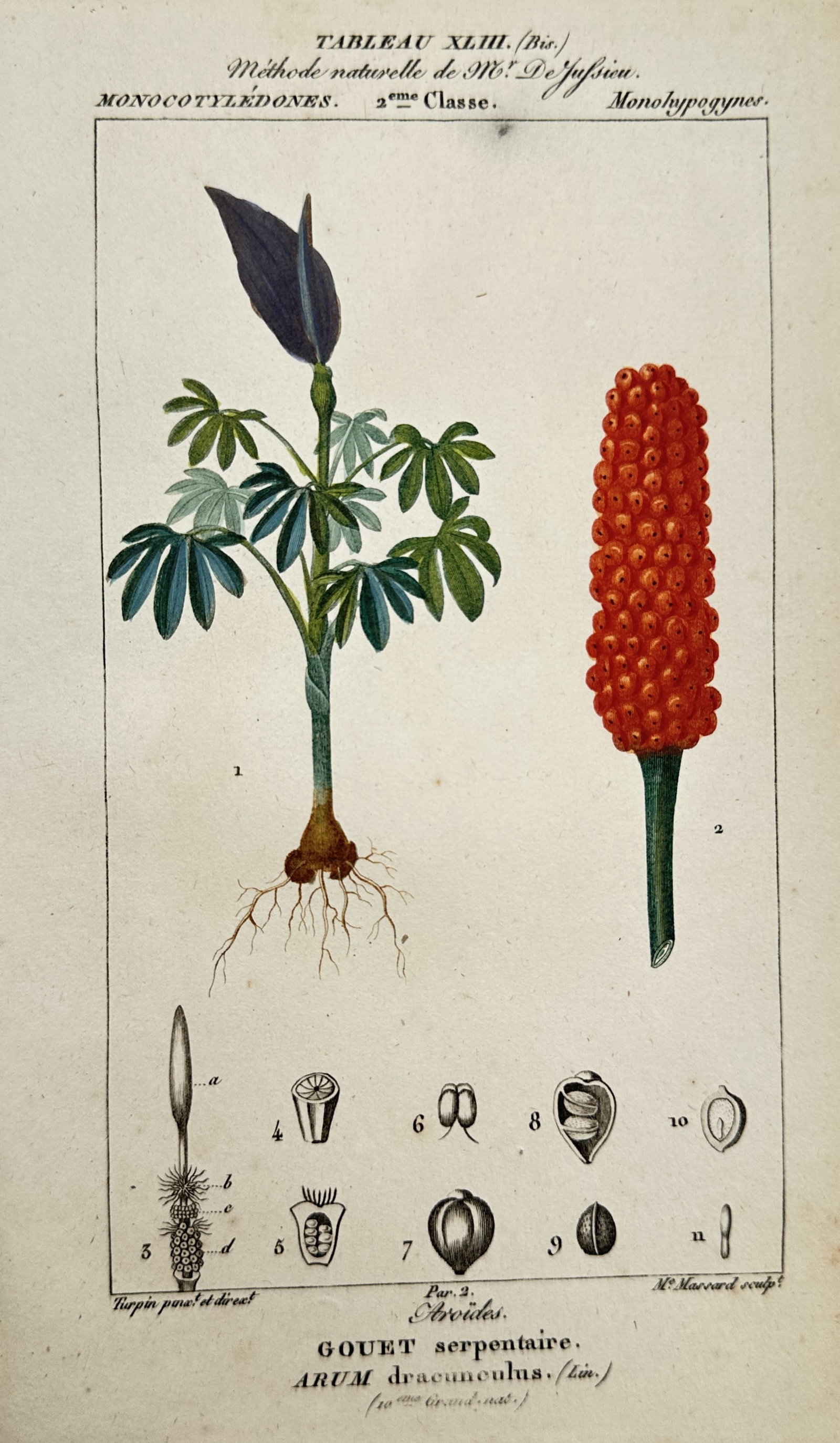 Pierre Jean François Turpin (1775–1840) – Study of Dragon Arum – Hand-coloured engraving: "Gouet serpentaire" presents a botanical study of the dragon arum, featuring a full representation of the plant with its palmate leaves and tuberous root, a vibrant red fruiting spike, and detailed an