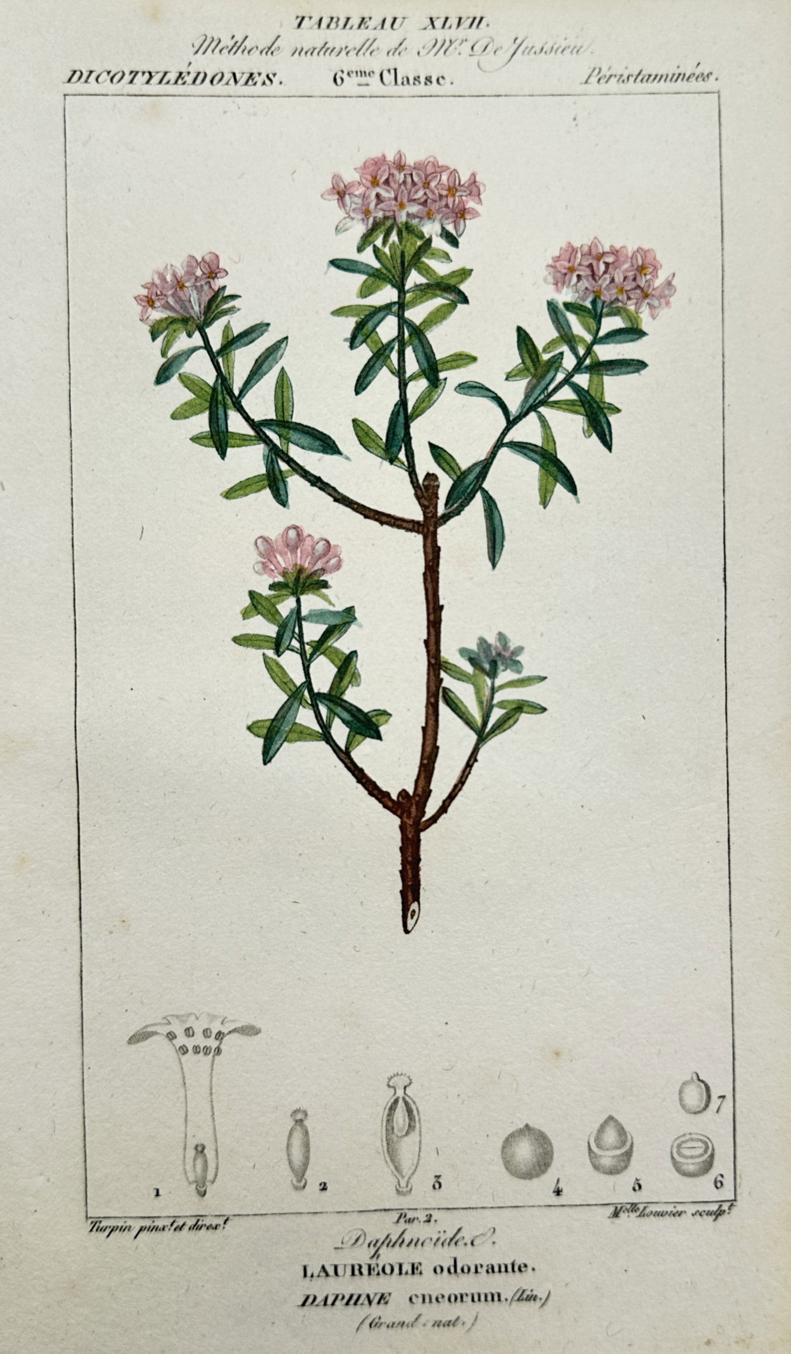 Pierre Jean François Turpin (1775–1840) – Study of Rose Daphne – Hand-coloured engraving (1 of 2)