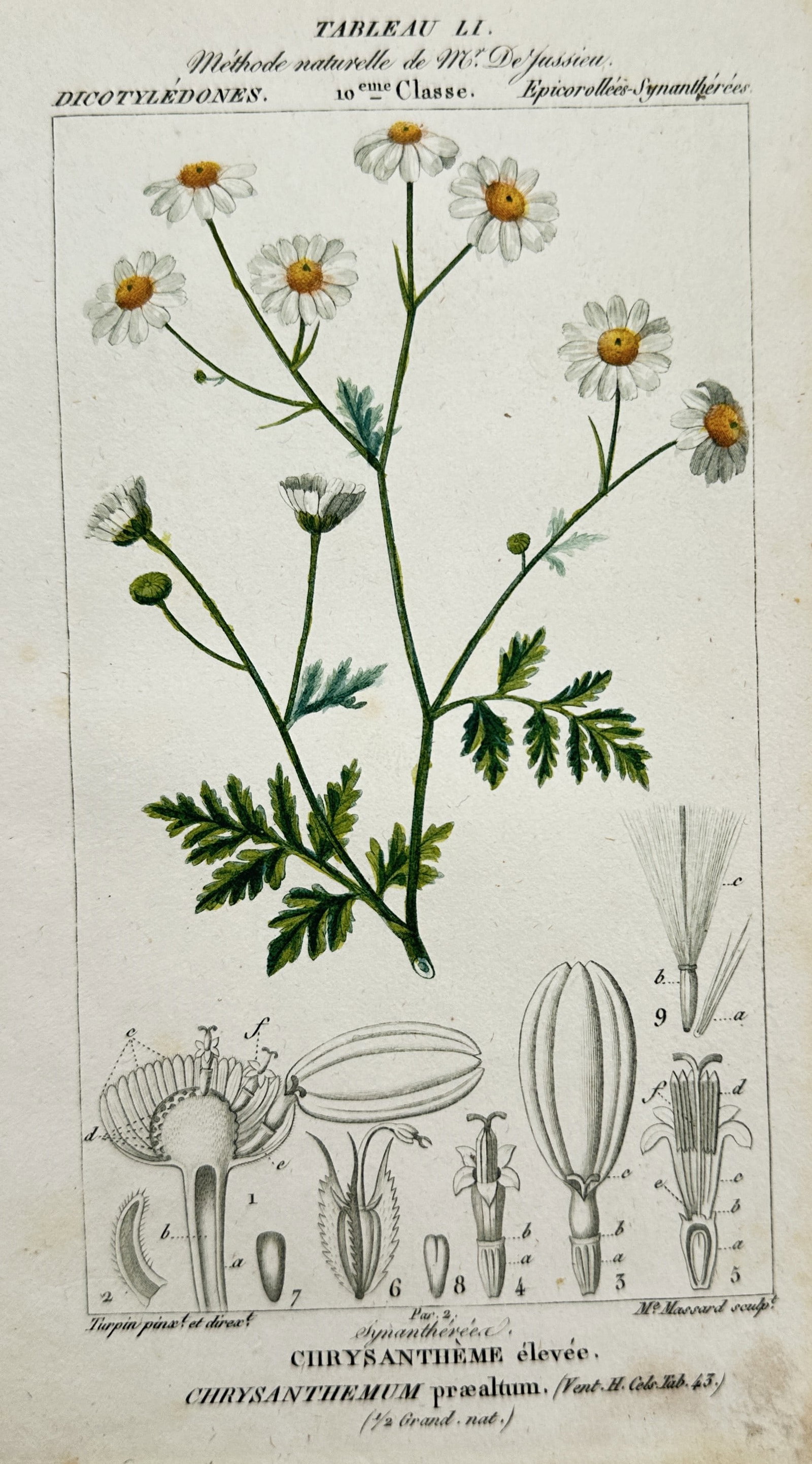 Pierre Jean François Turpin (1775–1840) – Study of Feverfew – Hand-coloured engraving: "Chrysanthème élevée" presents a botanical study of feverfew, featuring a branching stem with multiple daisy-like flowers with white petals and yellow centers, accompanied by detailed anatomical di