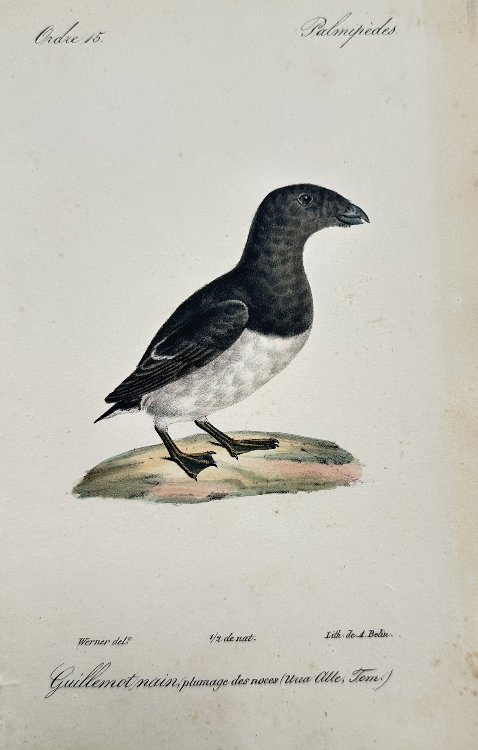 Jean-Charles Werner (1791–1849) – Study of a Little Auk – Hand-coloured engraving (c.: "Guillemot nain" presents an ornithological study of a Little Auk in its breeding plumage, featuring a dark black head, neck, and upperparts contrasted with a white underbelly, depicted standing on a 