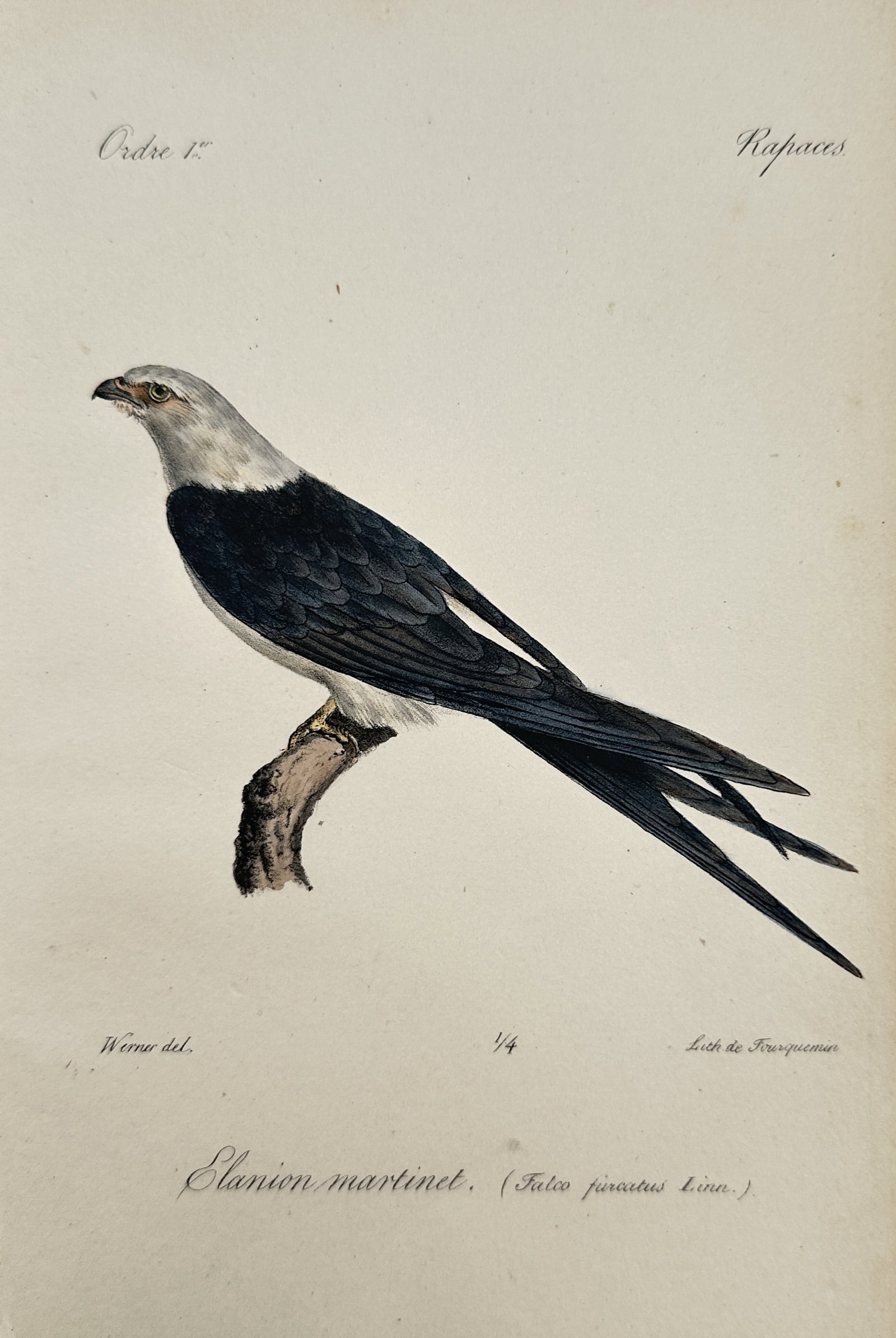 Jean-Charles Werner (1791–1849) – Study of a Swallow-tailed Kite – Hand-coloured engraving (1 of 2)