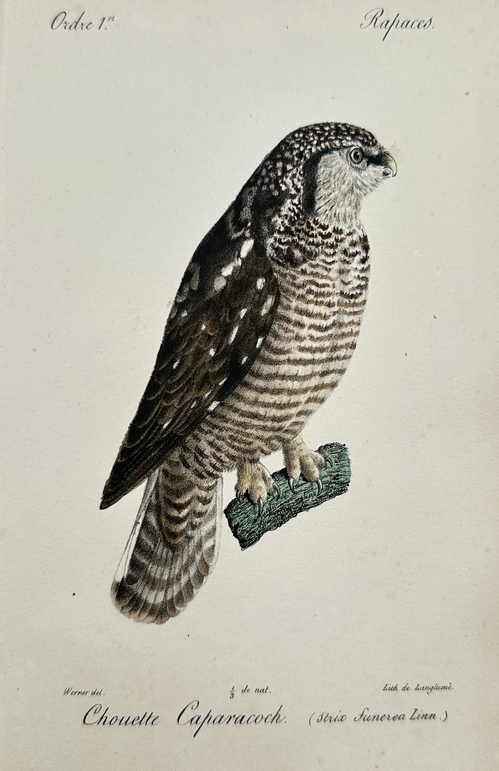 Jean-Charles Werner (1791–1849) – Study of a Northern Hawk Owl – Hand-coloured engraving (1 of 2)