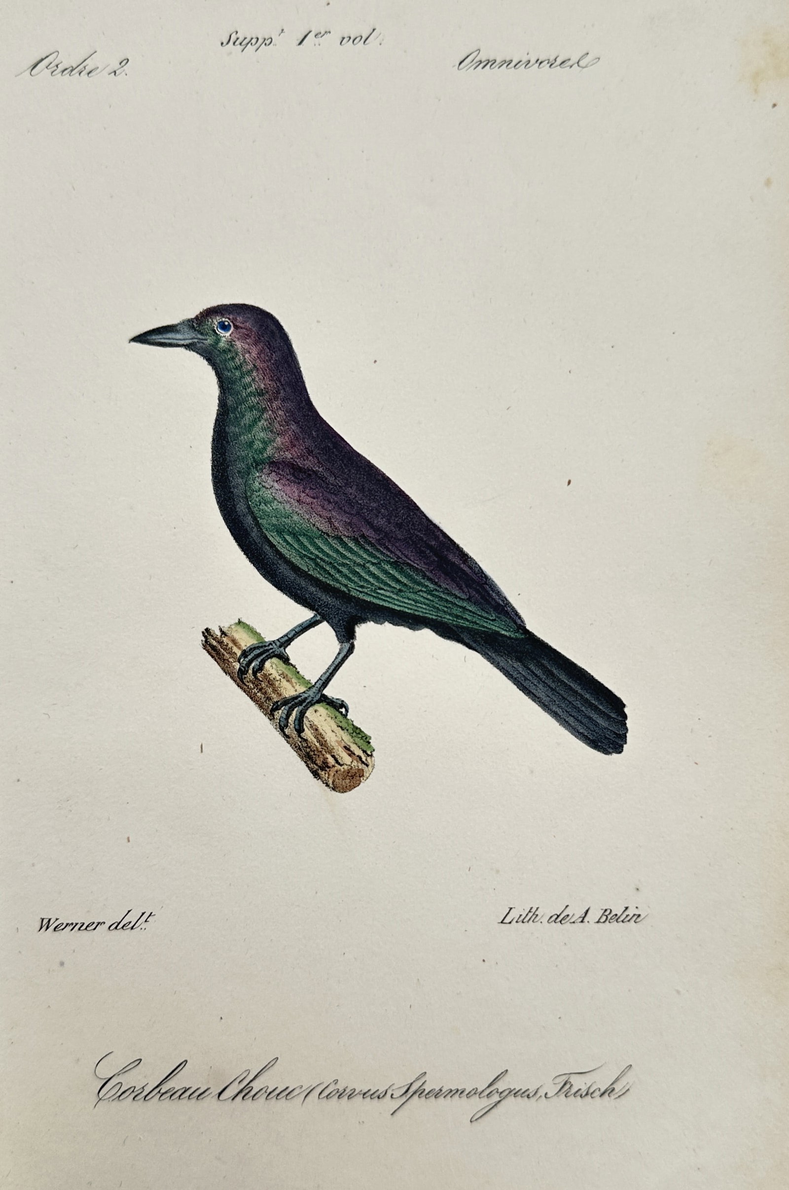 Jean-Charles Werner (1791–1849) – Study of a Western Jackdaw – Hand-coloured engraving: "Corbeau Choucas" presents an ornithological study of a Western Jackdaw, featuring its iridescent plumage with deep purple, green, and blue highlights, depicted perched in profile upon a small branch.