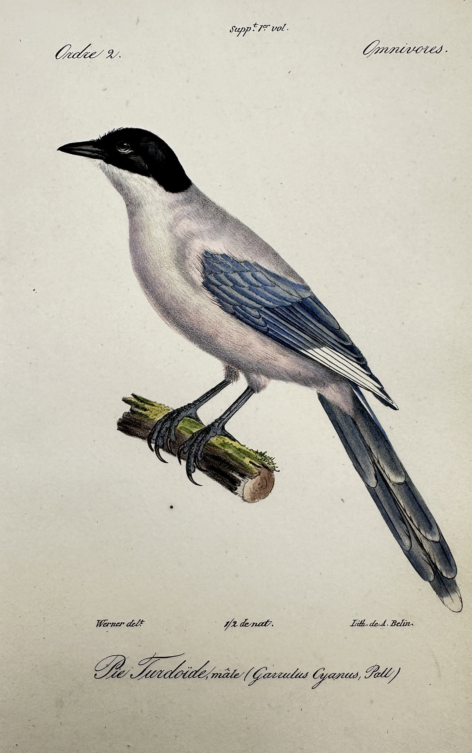 Jean-Charles Werner (1791–1849) – Study of an Azure-winged Magpie – Hand-coloured engraving (1 of 2)