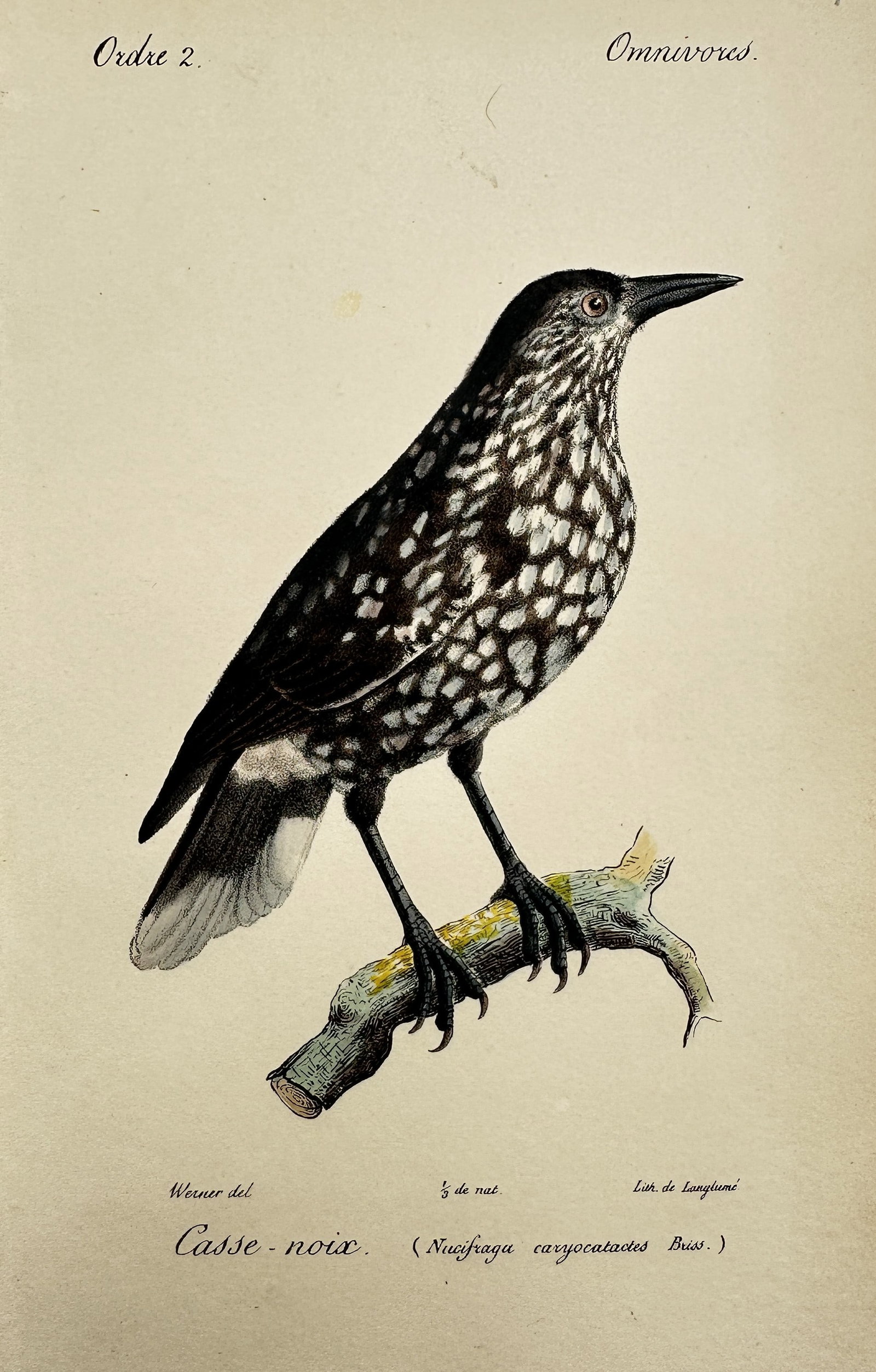 Jean-Charles Werner (1791–1849) – Study of a Spotted Nutcracker – Hand-coloured engraving (1 of 2)
