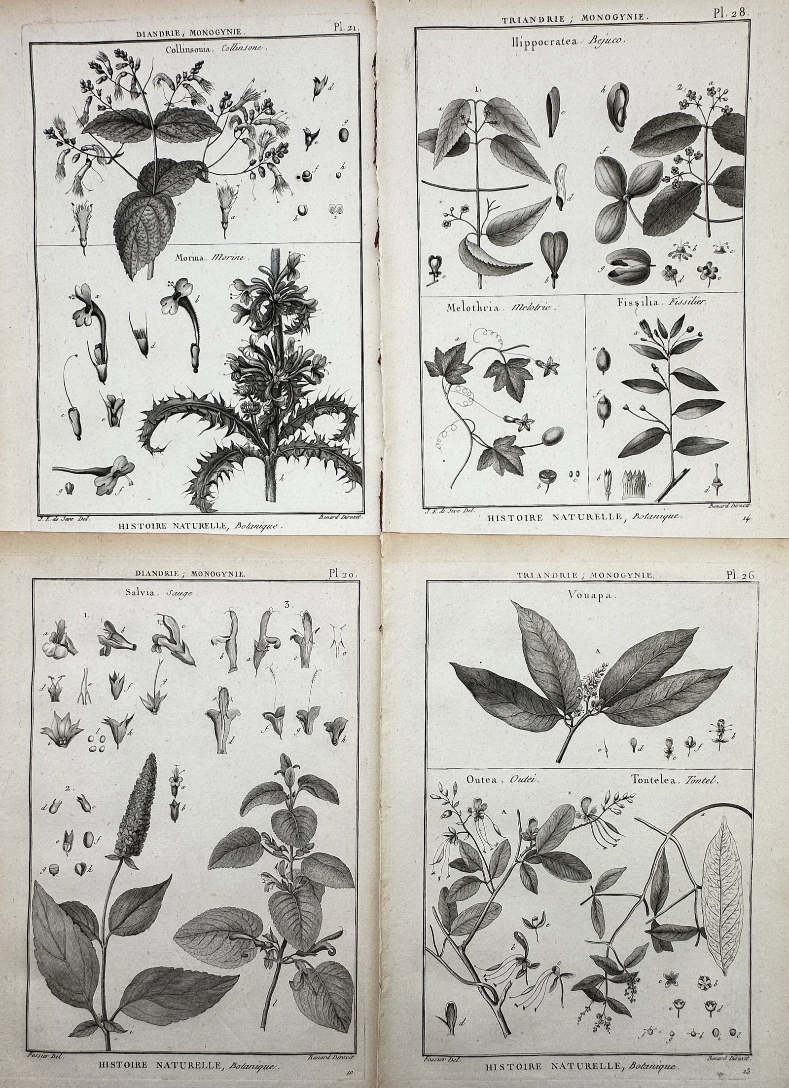 Robert Benard (1734–1777) – Set of 4: Studies of Tropical and Medicinal Plants – Copper (1 of 2)