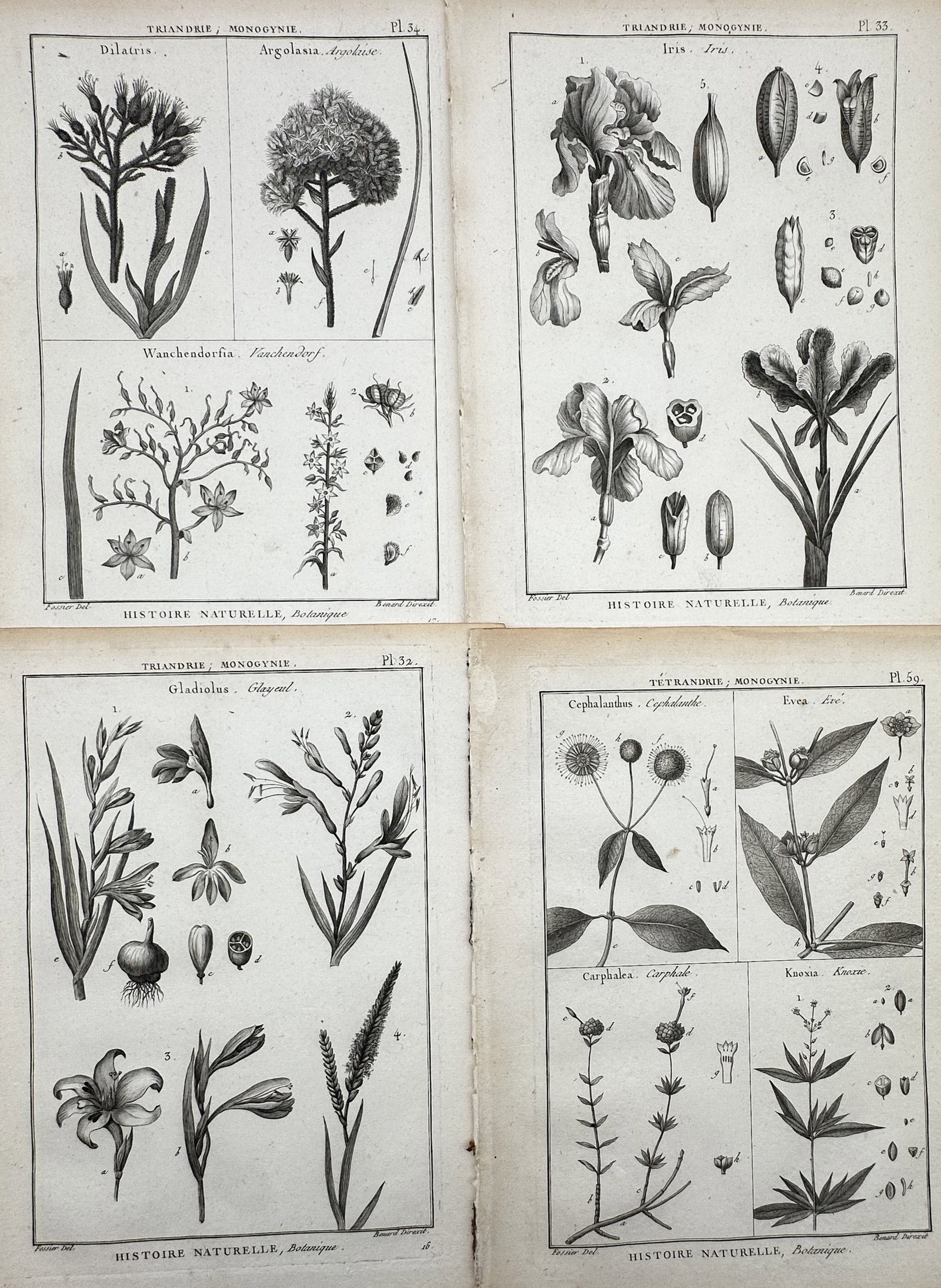Robert Benard (1734–1777) – Set of 4: Studies of Iridaceae and Madder Plants – Copper (1 of 2)