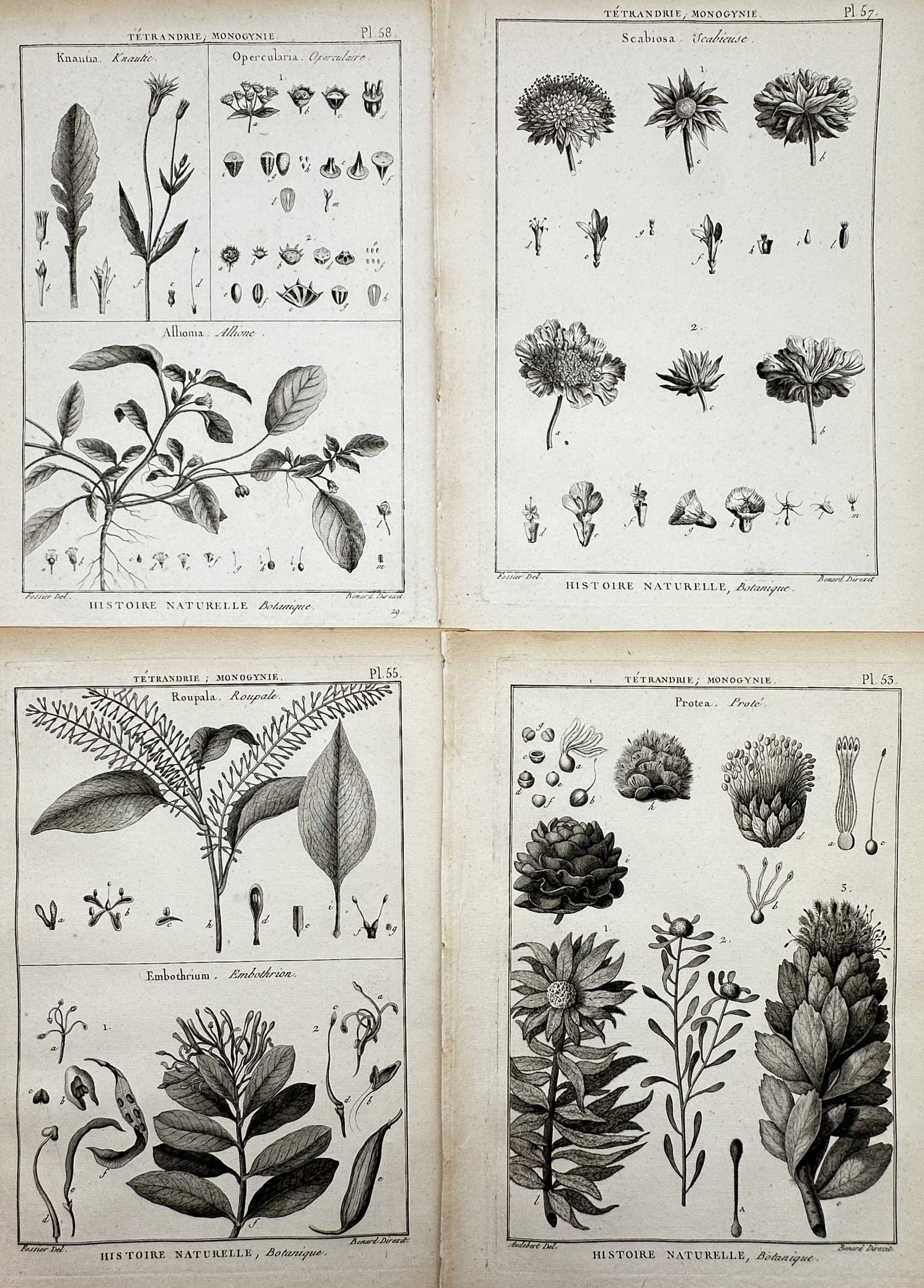 Robert Benard (1734–1777) – Set of 4: Studies of Proteas and Teasels – Copper engraving (1 of 2)