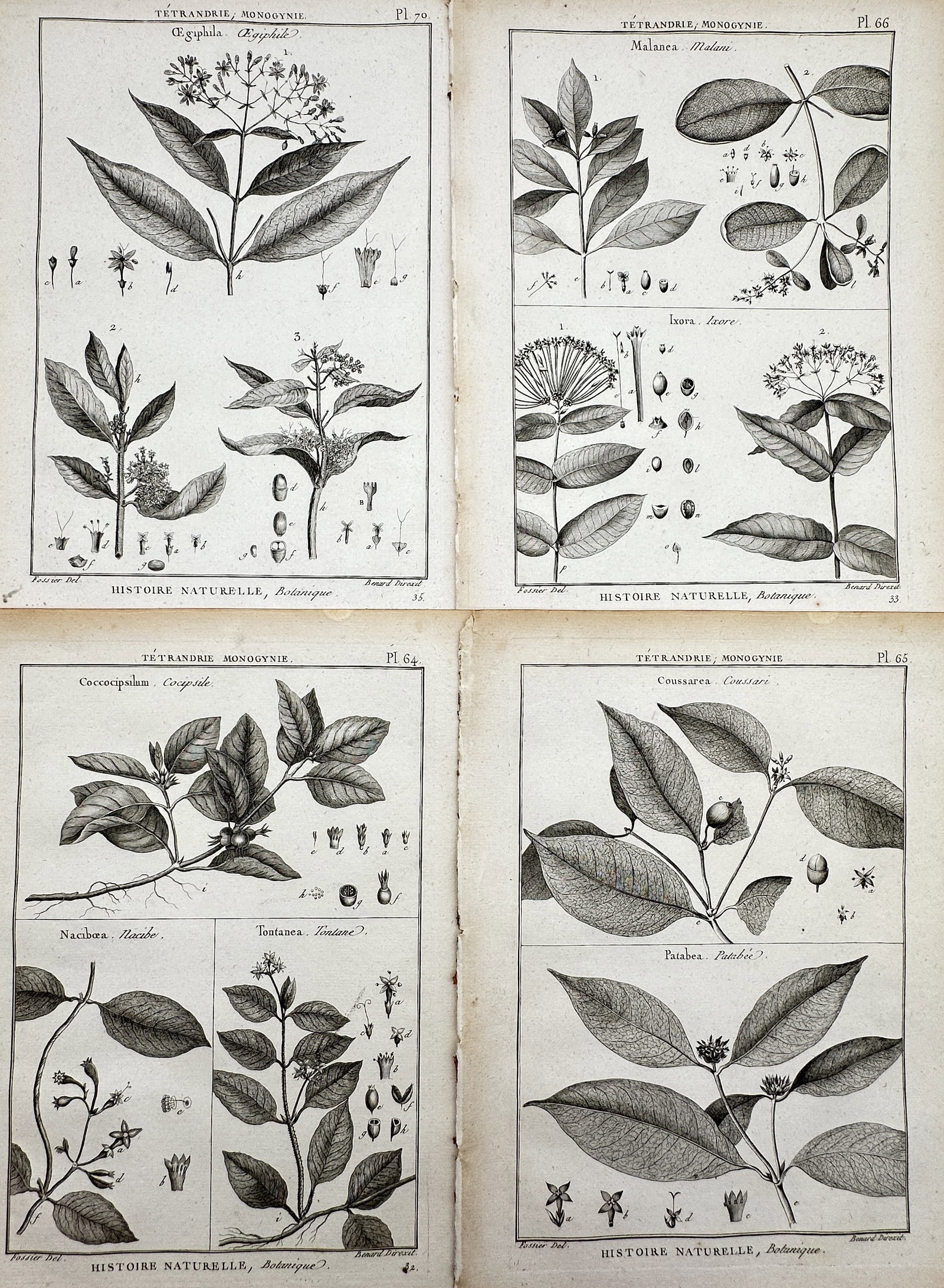 Robert Benard (1734–1777) – Set of 4: Studies of Cinchona and Coffee Family Plants: Histoire Naturelle, Botanique presents a series of systematic botanical studies including Coccocypselum, Ixora, and Malanea, depicting the plants alongside scientific dissections of their seeds and fl