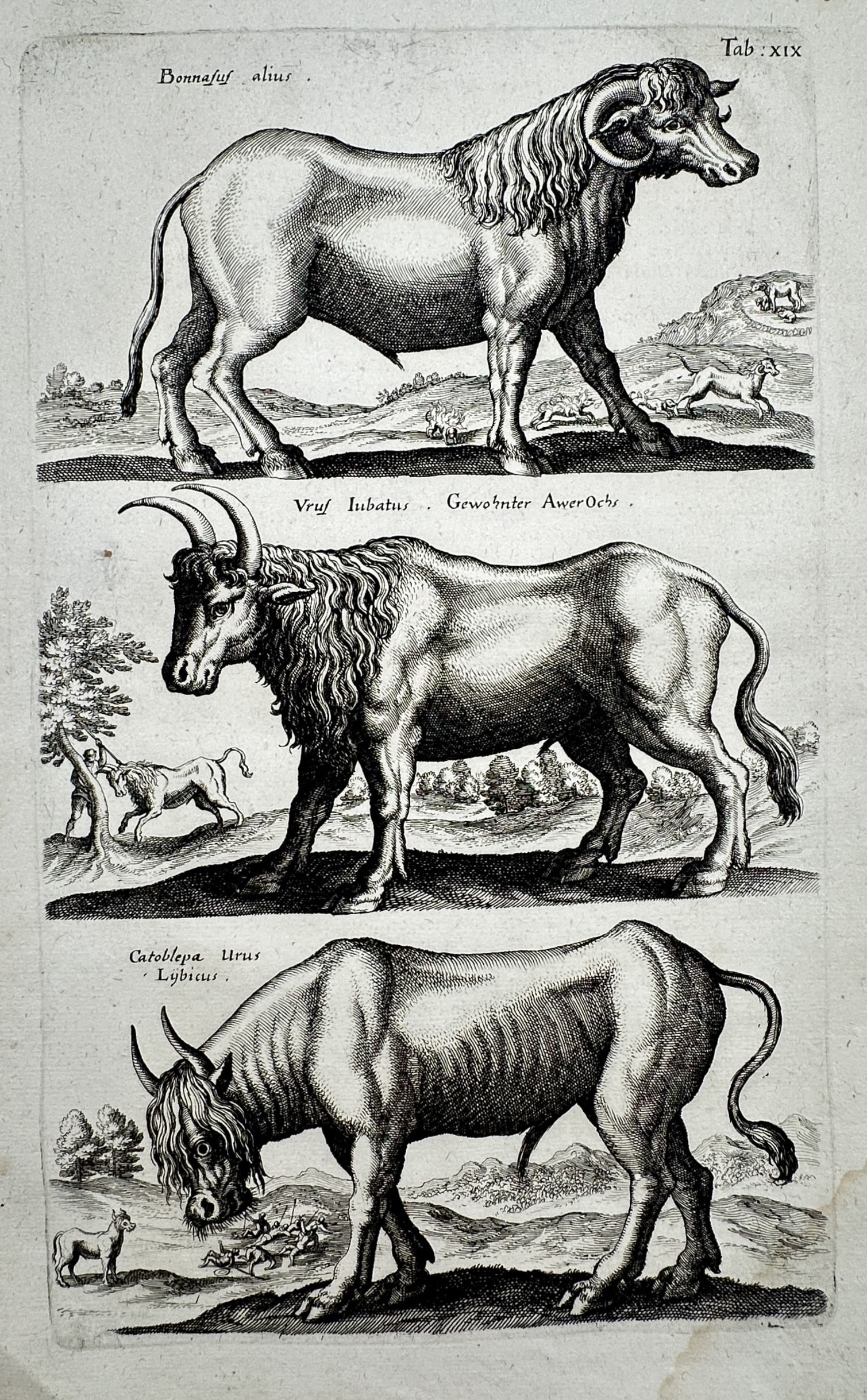 Johannes Jonstonus (1603–1675) – Studies of Bovines and Mythical Beasts – Copper engraving: "Bonasus alius" presents a zoological study featuring three distinct horned quadrupeds, including a bison-like creature and a catoblepas, depicted in profile within sparse landscape settings. This cop