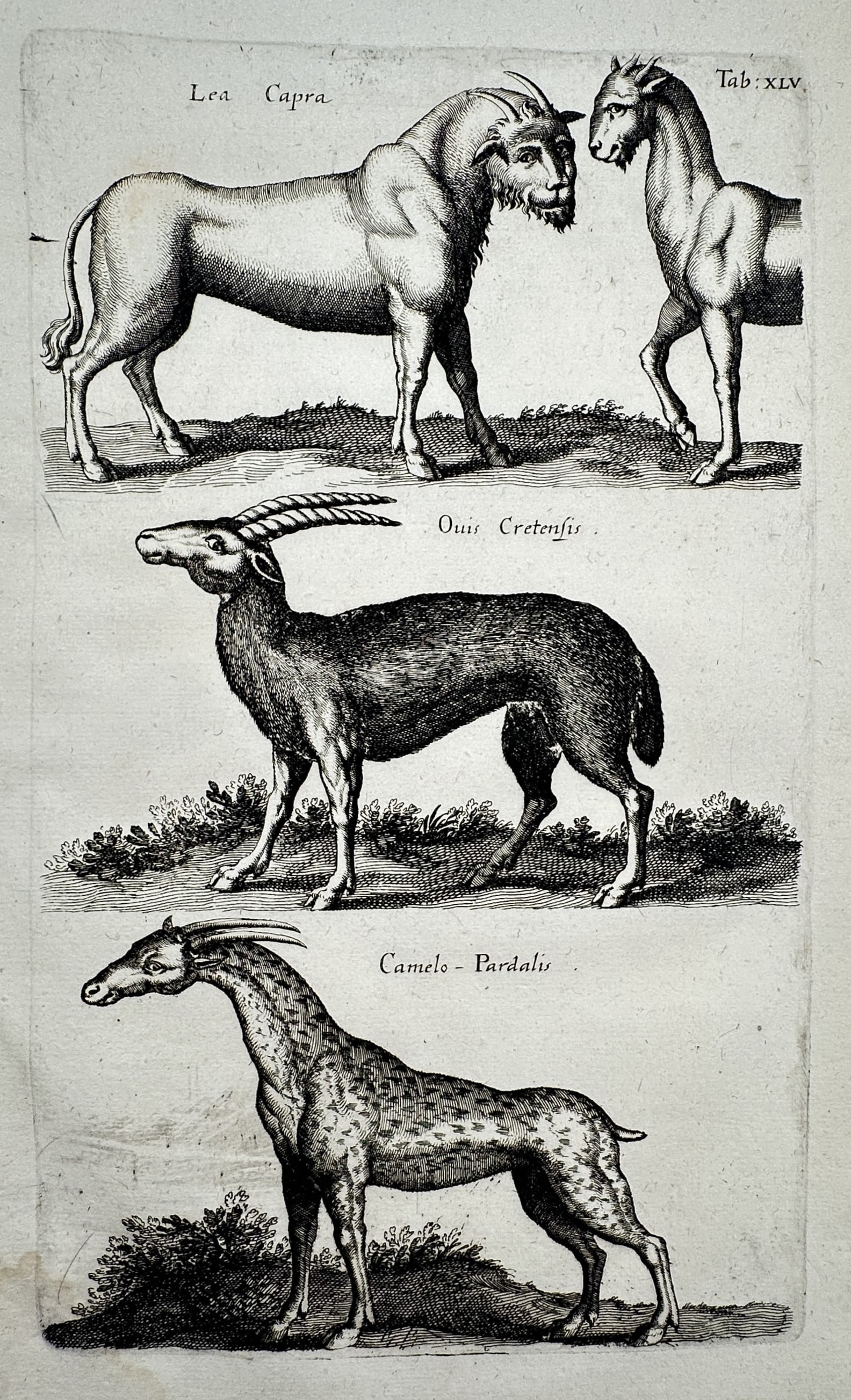 Johannes Jonstonus (1603–1675) – Studies of Exotic Mammals and Mythical Creatures (1 of 2)