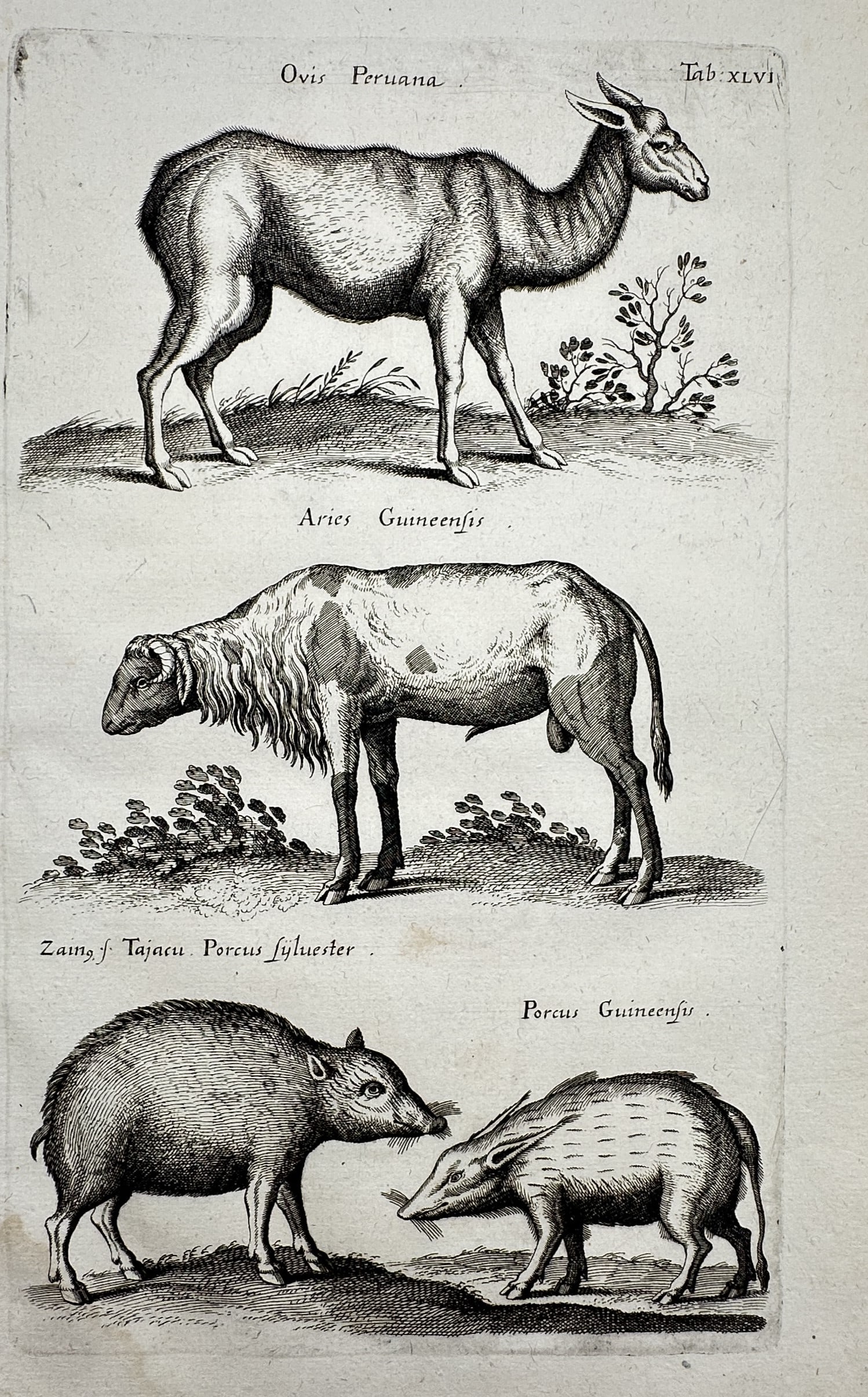 Johannes Jonstonus (1603–1675) – Studies of a Llama, African Sheep, and Peccaries: "Ovis Peruana" presents a zoological study featuring four distinct mammals from various continents, including a Peruvian llama, a Guinean sheep, and two types of wild swine or peccaries, depicted in p
